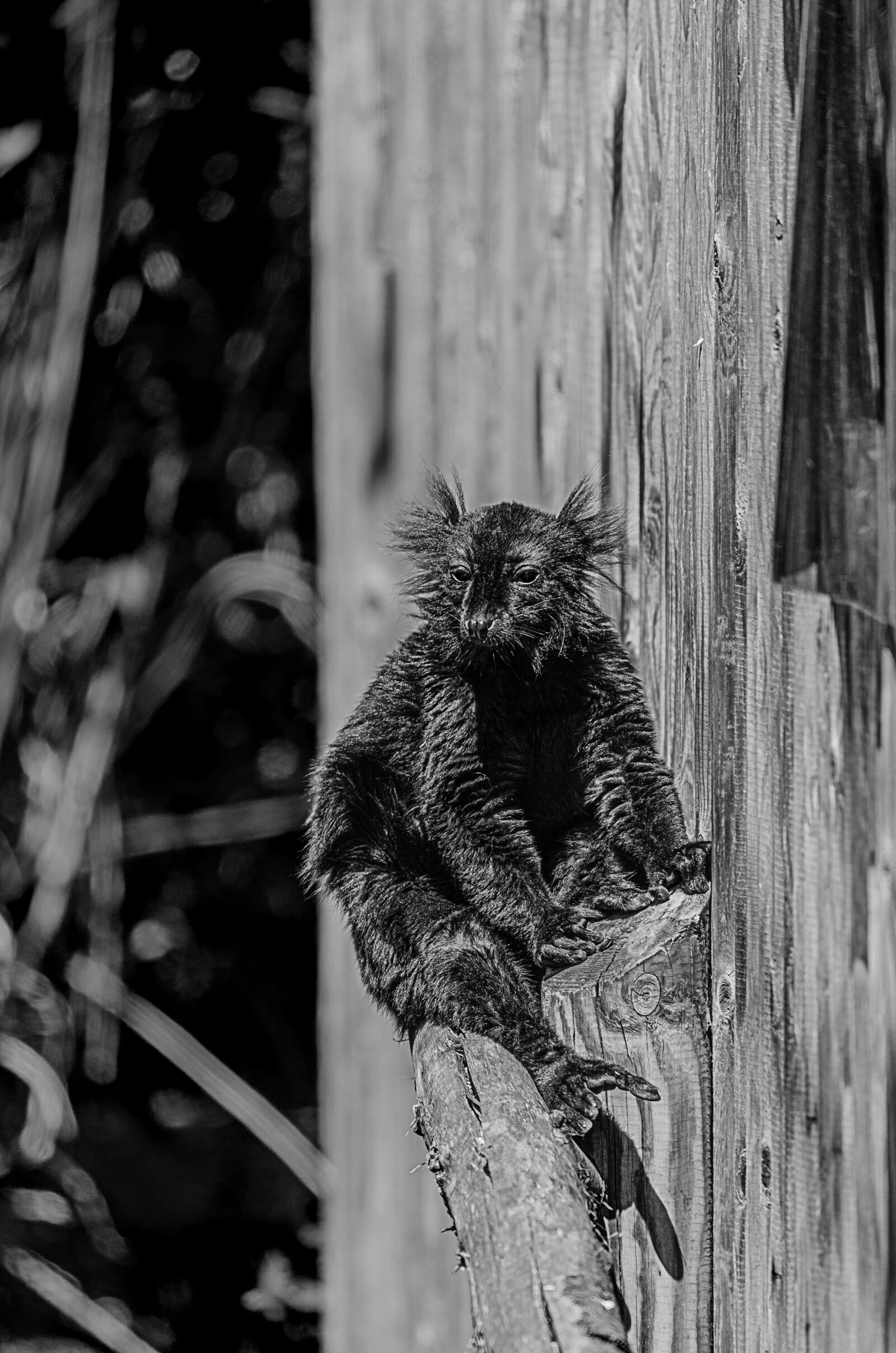 Nikon D7000 sample photo. Animals, zoo, wildlife photography