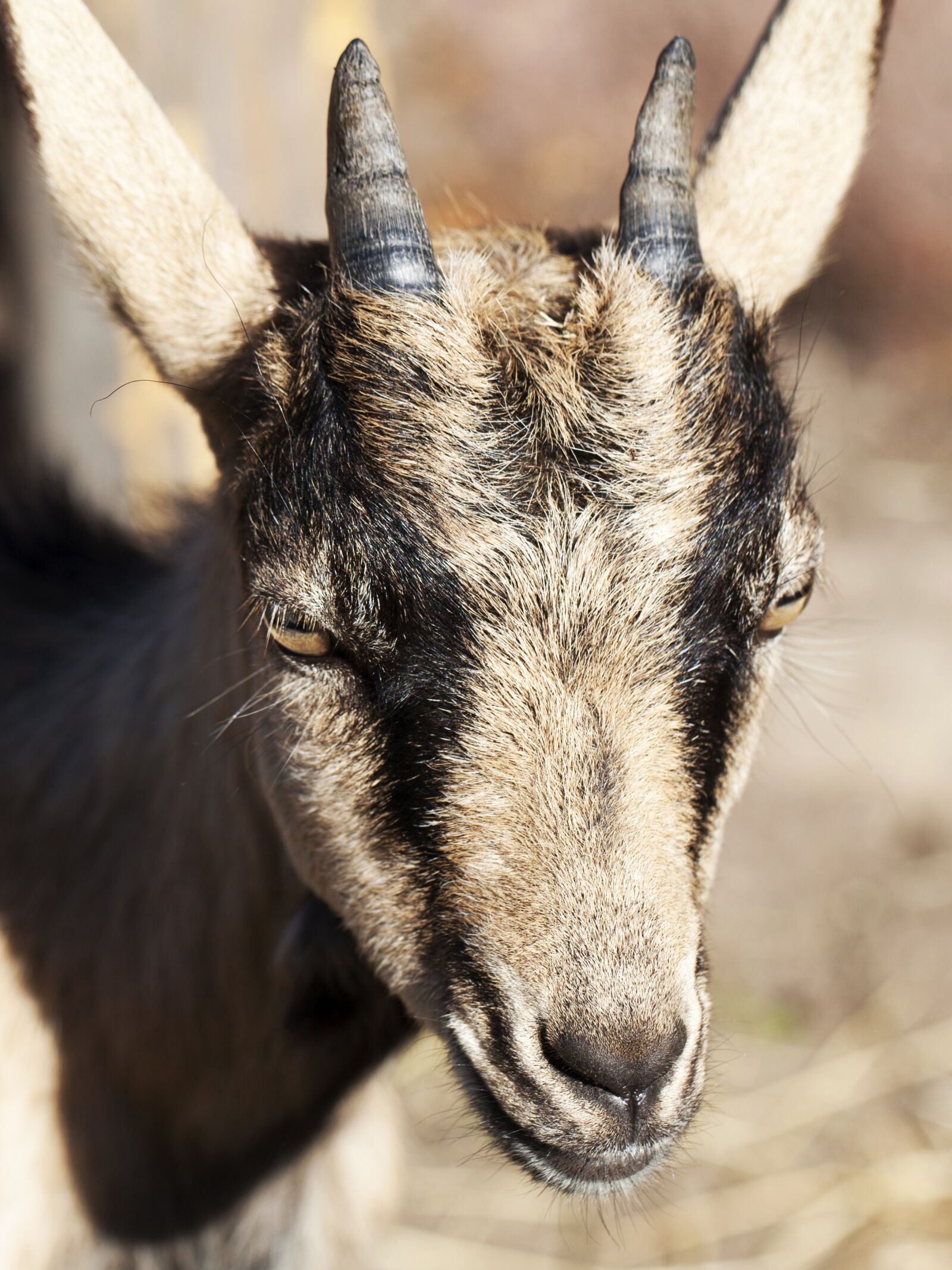 Canon EF 100mm F2.8L Macro IS USM sample photo. Goat, chick, the head photography