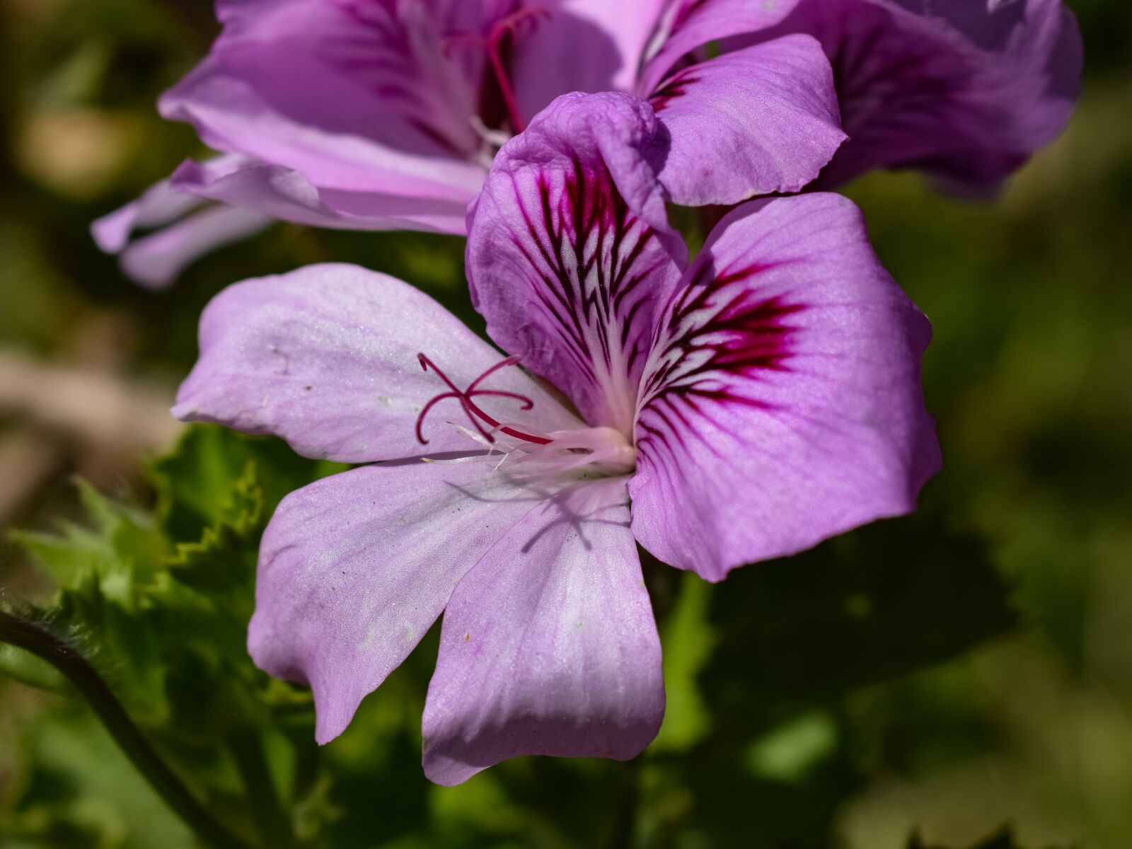 Nikon D3300 sample photo. Flower, flora, nature photography