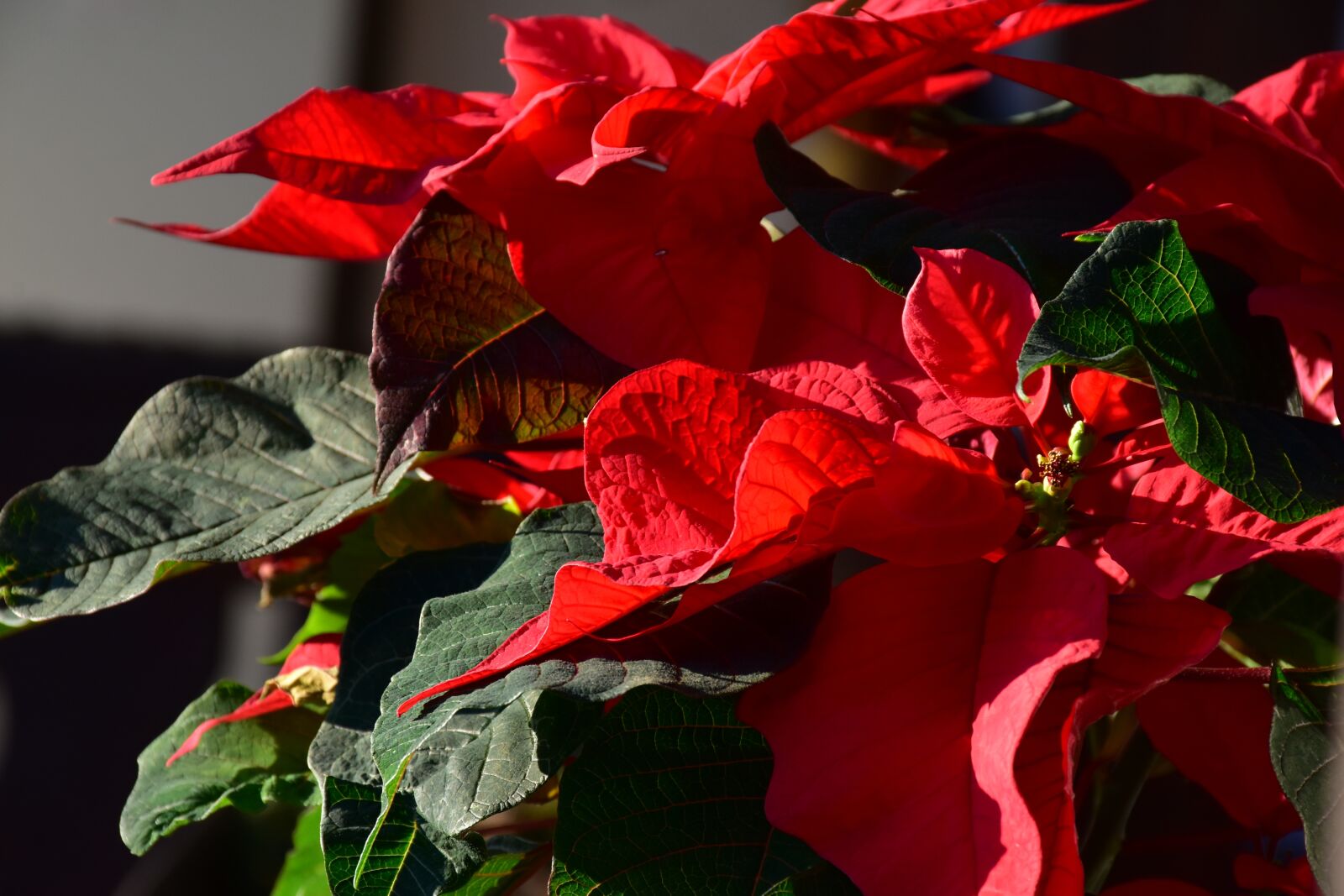 Nikon D7200 sample photo. Poinsettia, euphorbia, pulcherrima photography