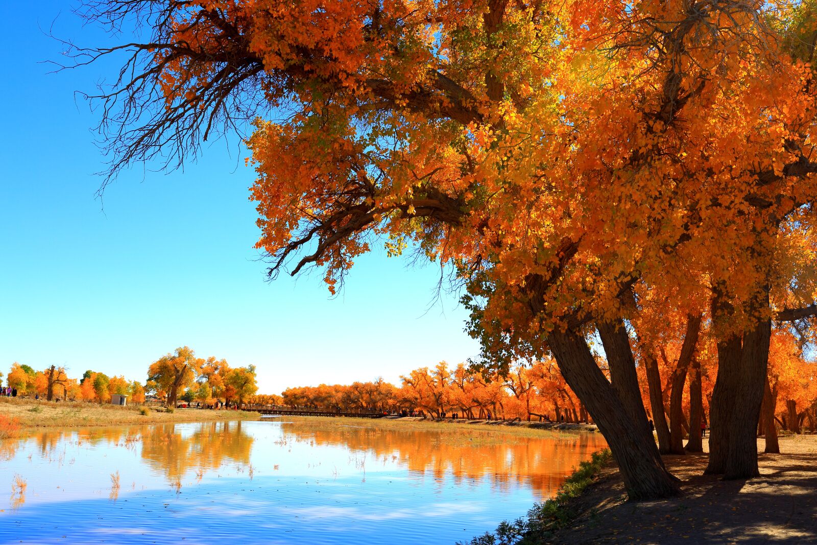Canon EF 35mm F2 IS USM sample photo. Autumn, tree, nature photography