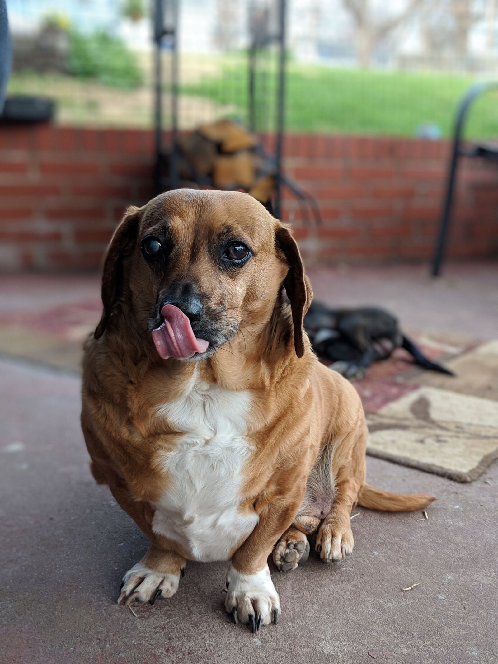 Google Pixel 2 sample photo. Dachshund, dog, canine photography
