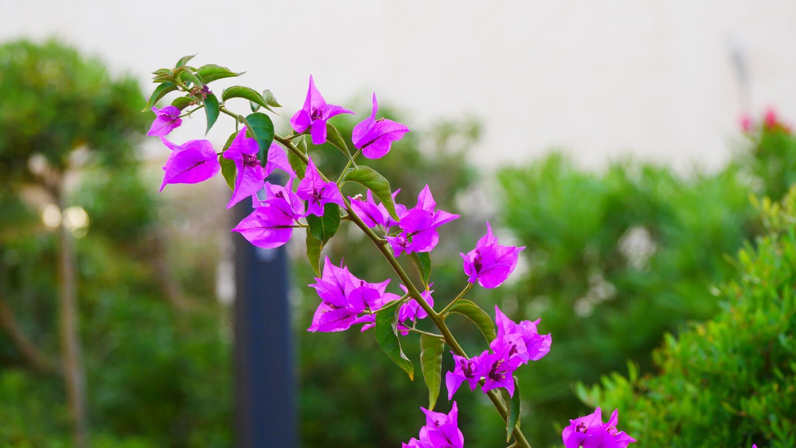 Panasonic Lumix DMC-GX85 (Lumix DMC-GX80 / Lumix DMC-GX7 Mark II) sample photo. Blossom, bloom, mediteran photography