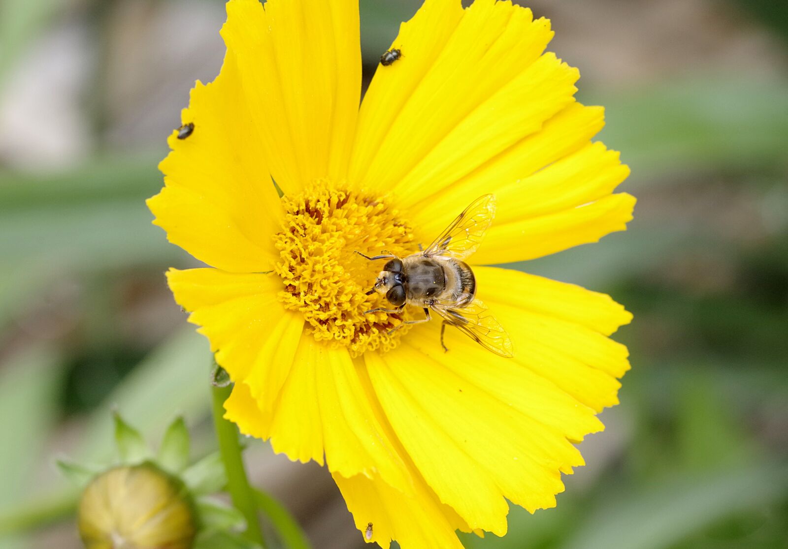 Pentax K-S2 sample photo. Mucha, camouflage, bee photography