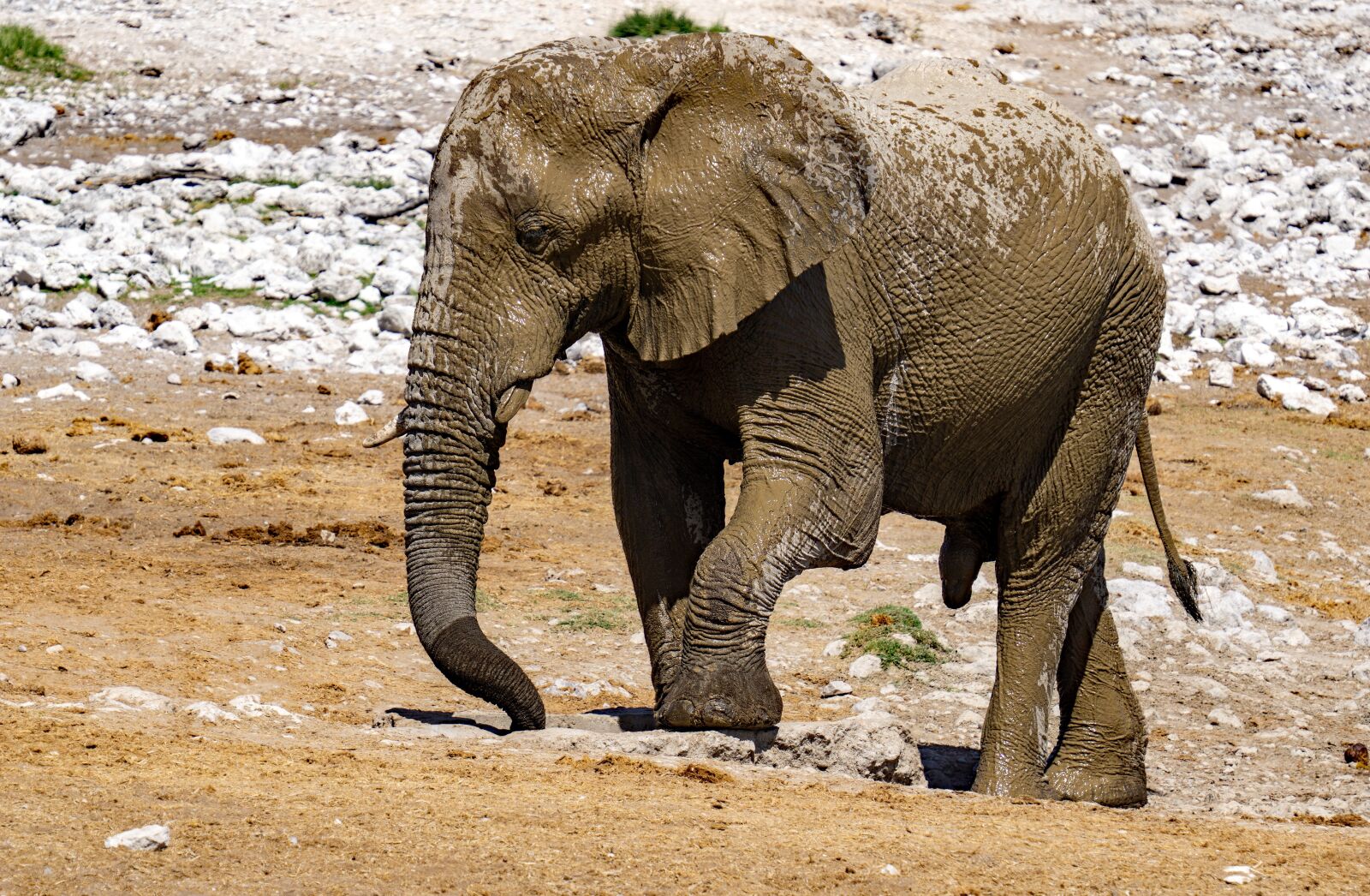 Sony a6000 sample photo. Mud, elephant, animal photography