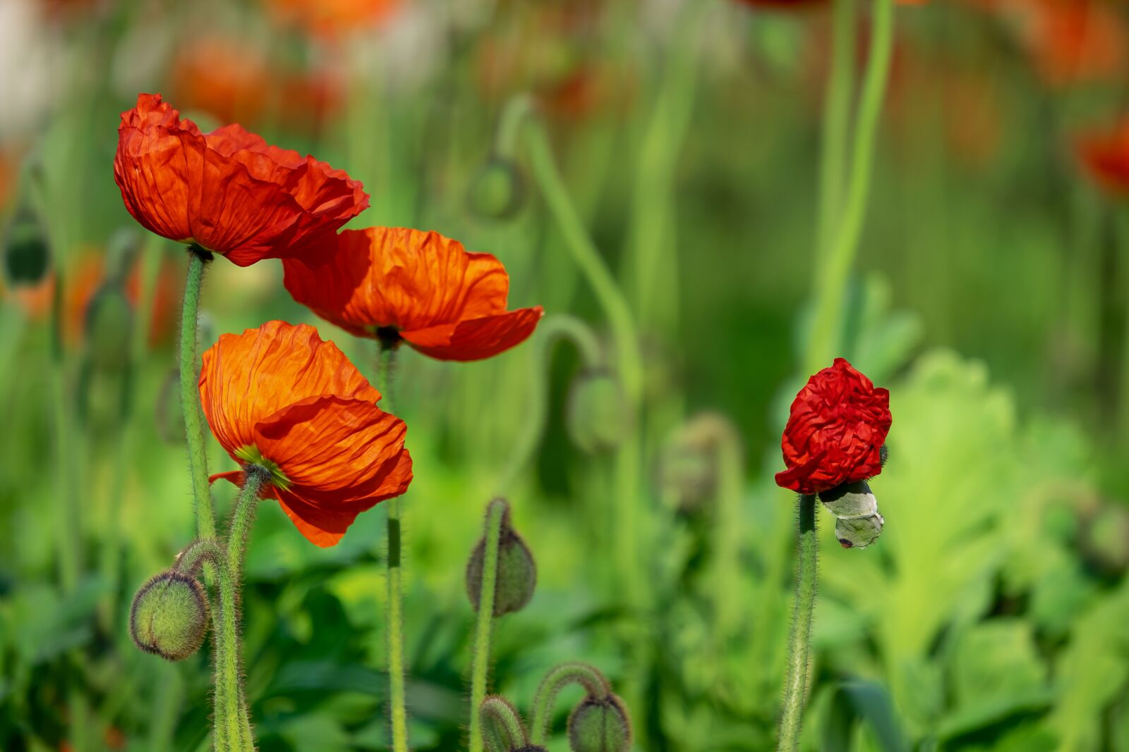 Fujifilm XF 55-200mm F3.5-4.8 R LM OIS sample photo. Poppy, flower, klatschmohn photography