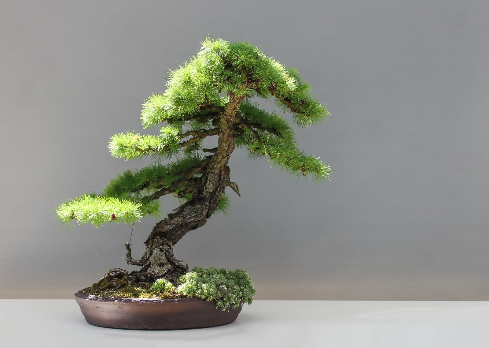 Canon EF-S 60mm F2.8 Macro USM sample photo. Bonsai, larch, japan photography