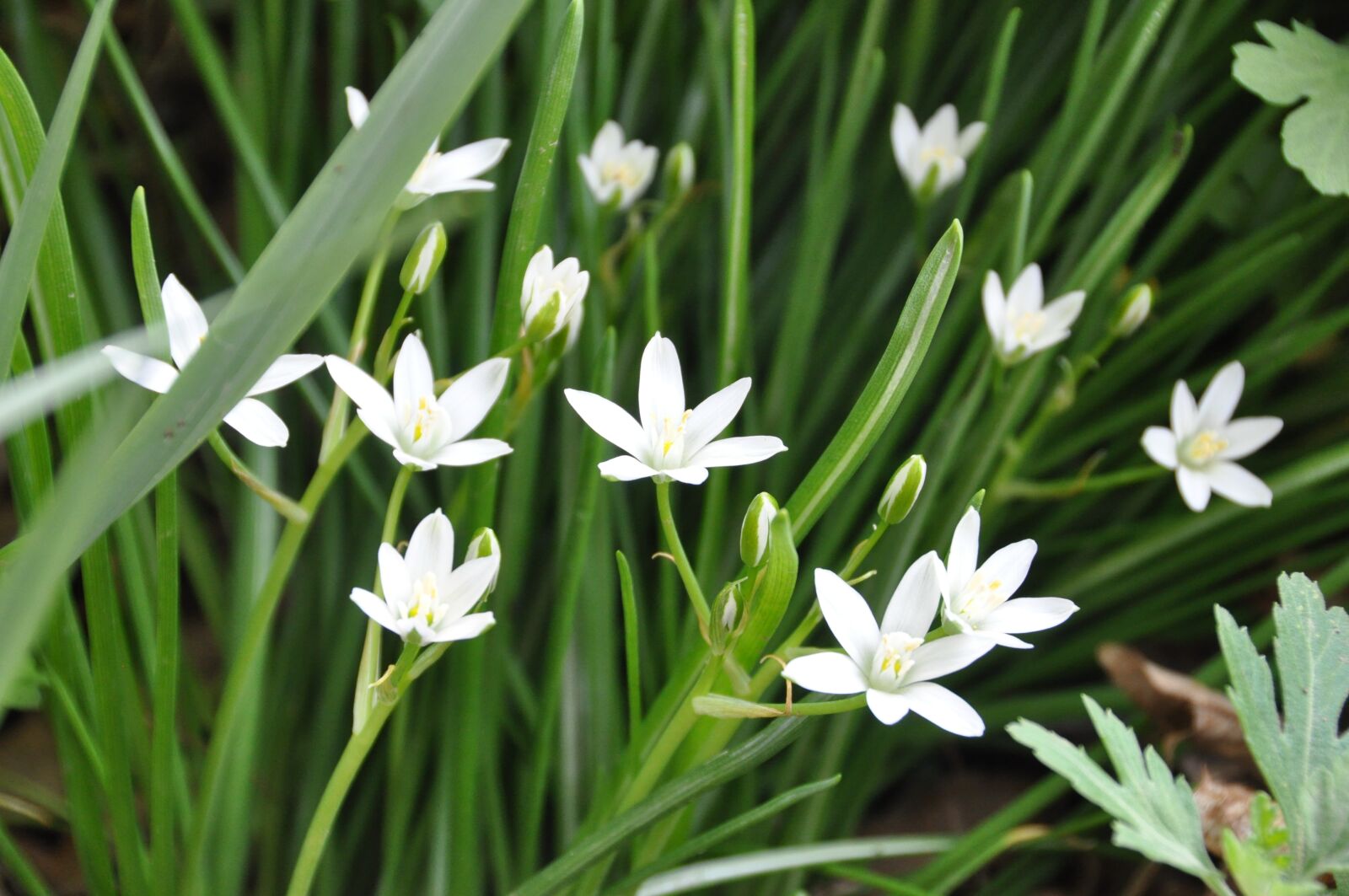 Nikon D90 sample photo. Flowers, star of bethlehem photography