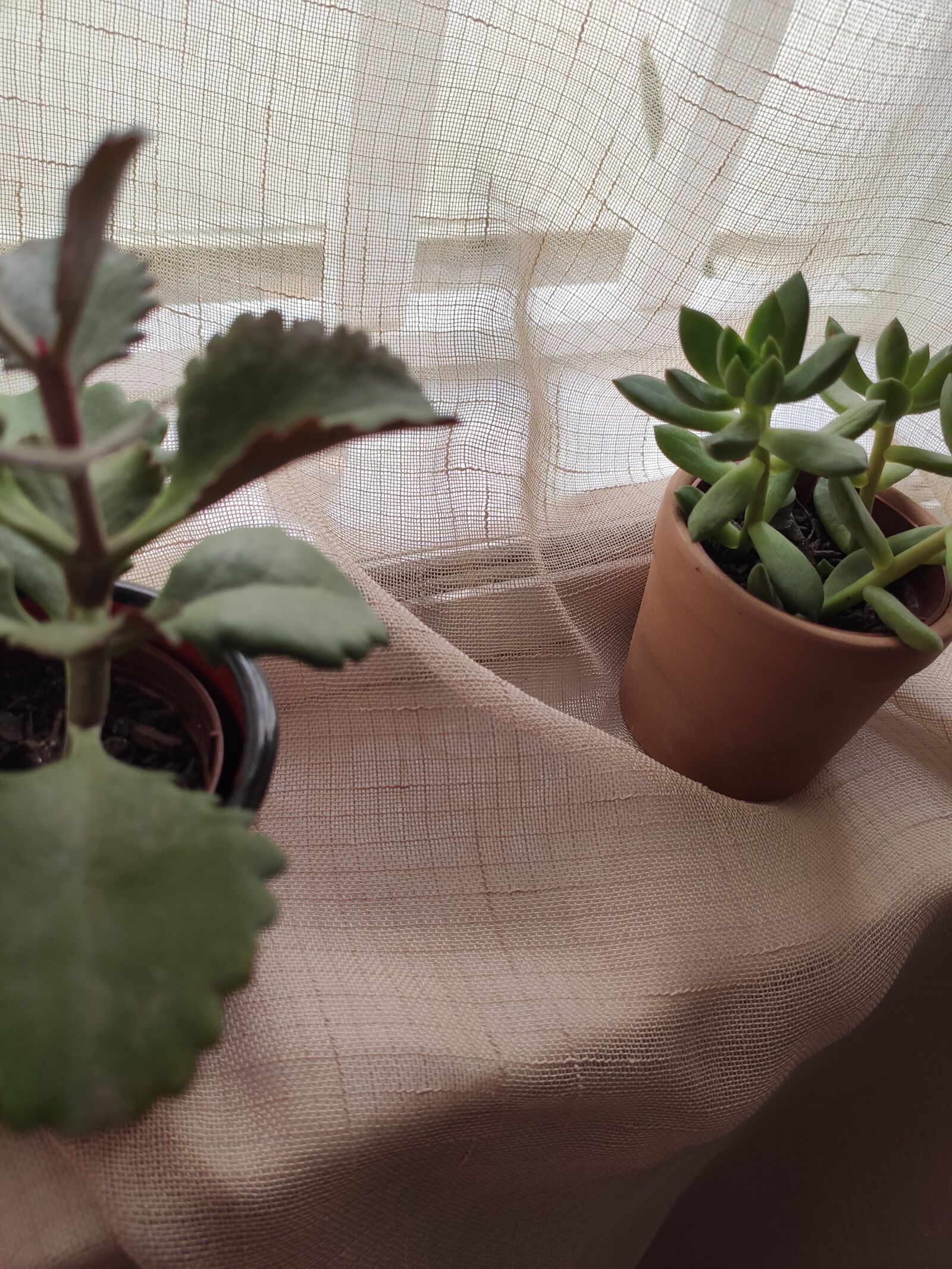 Xiaomi Mi 9T sample photo. Small plants, plants, nature photography
