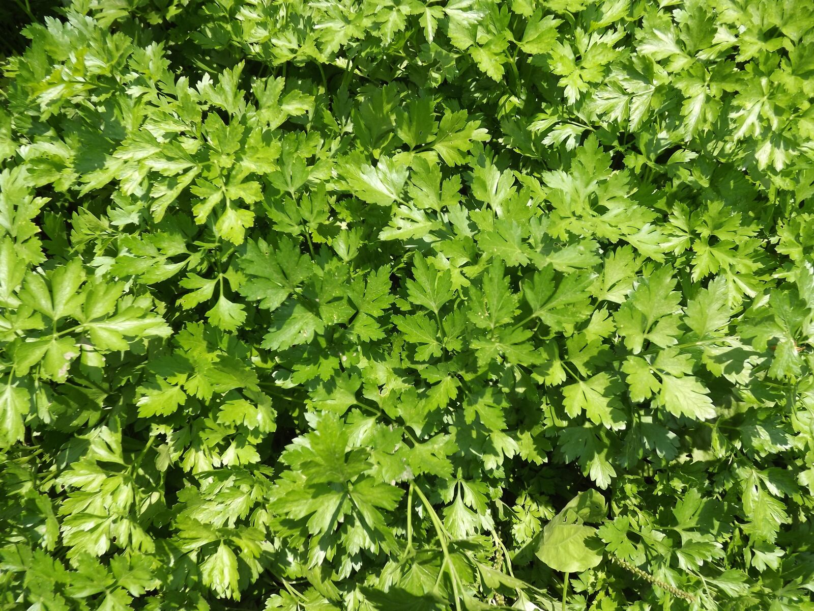 FujiFilm FinePix S4000 (FinePix S4050) sample photo. Parsley, seasoning, background photography