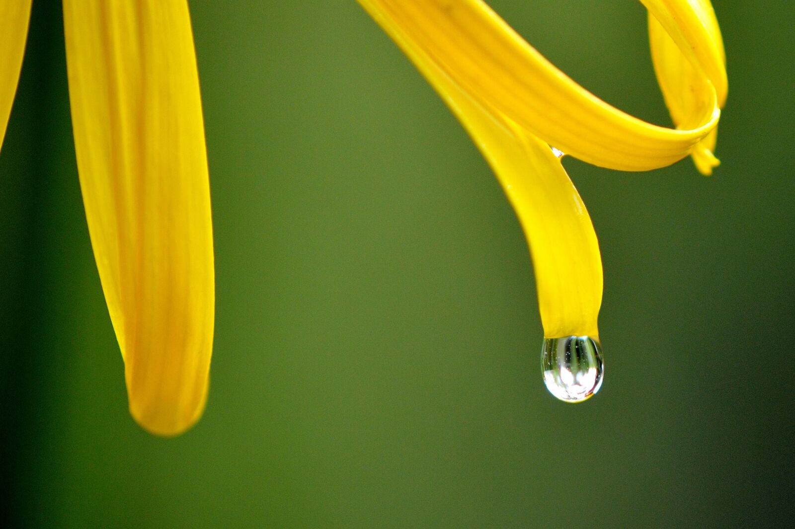 Nikon D3200 sample photo. Flower, yellow, raindrop photography