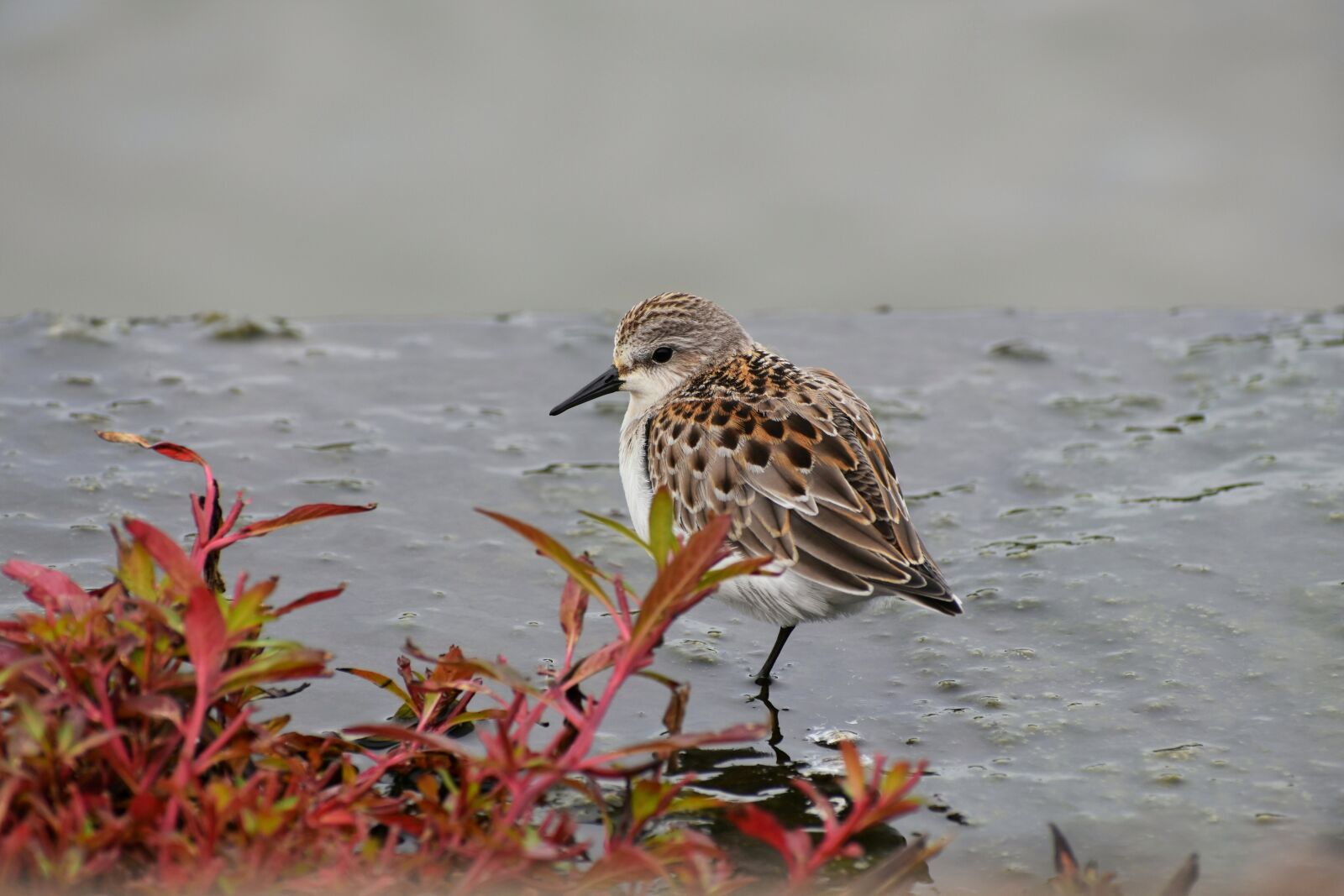 Nikon D7200 sample photo. Animal, river, waterside photography