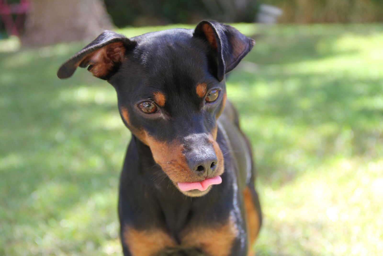 Canon EOS 60D sample photo. Portrait, pet, race photography