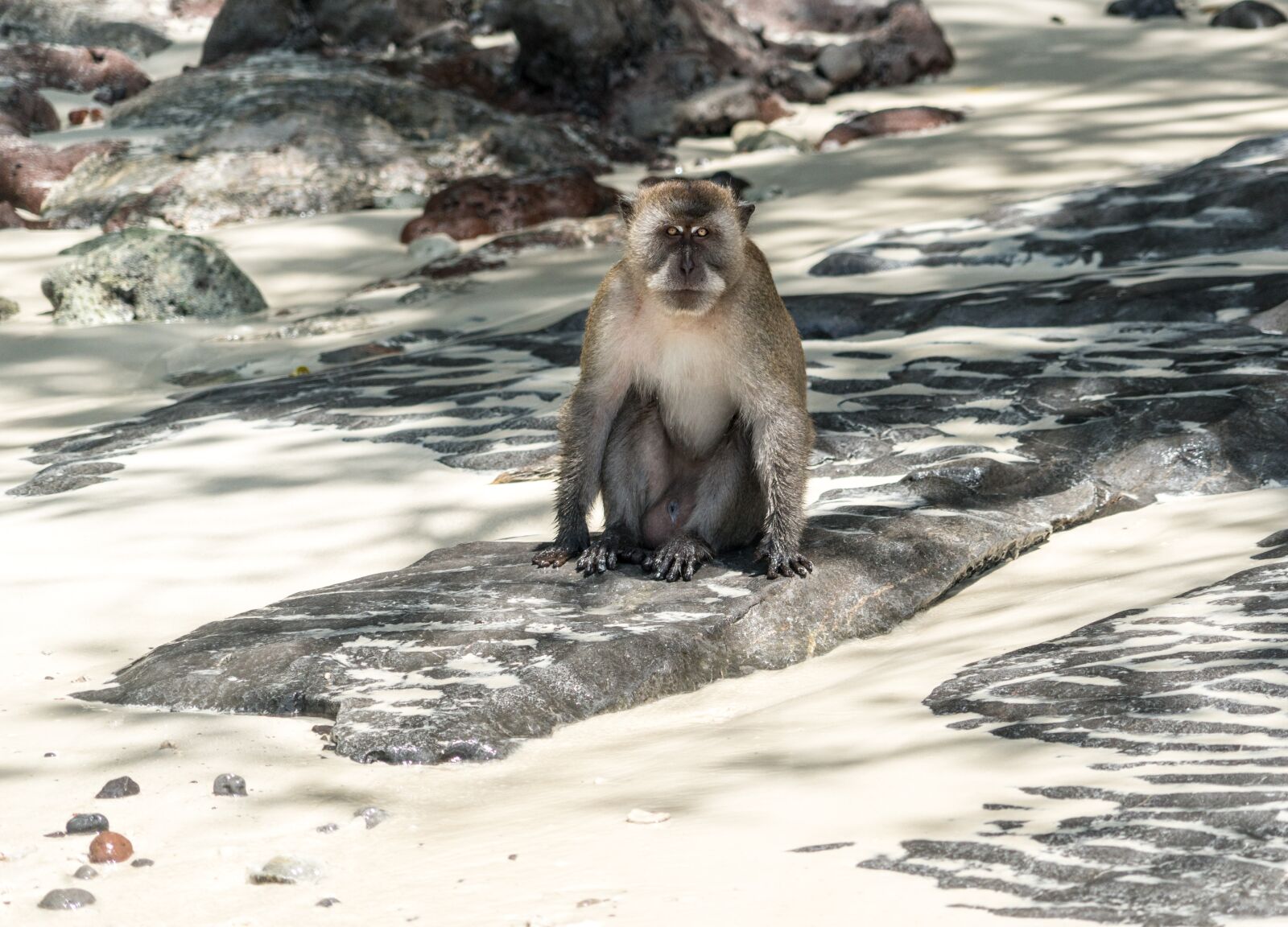 Sony a7R II + Sony FE 24-240mm F3.5-6.3 OSS sample photo. Thailand, phuket, koh phi photography