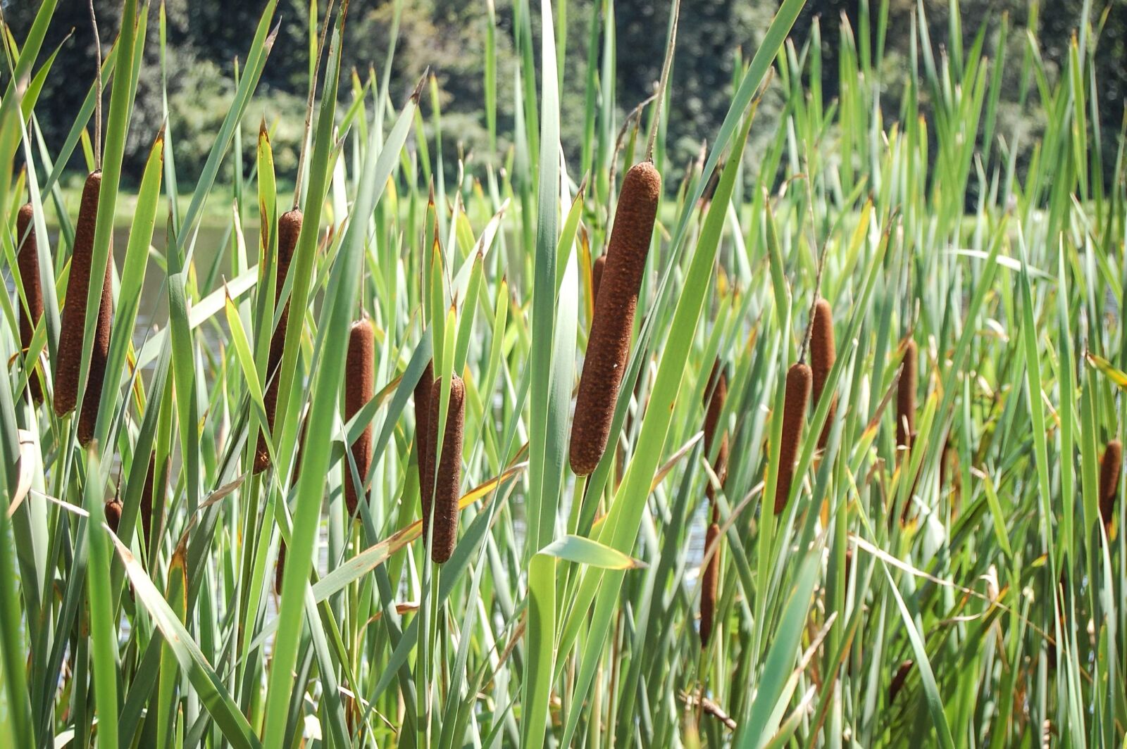 Nikon D40 sample photo. Cane, leaf, swamp, water photography