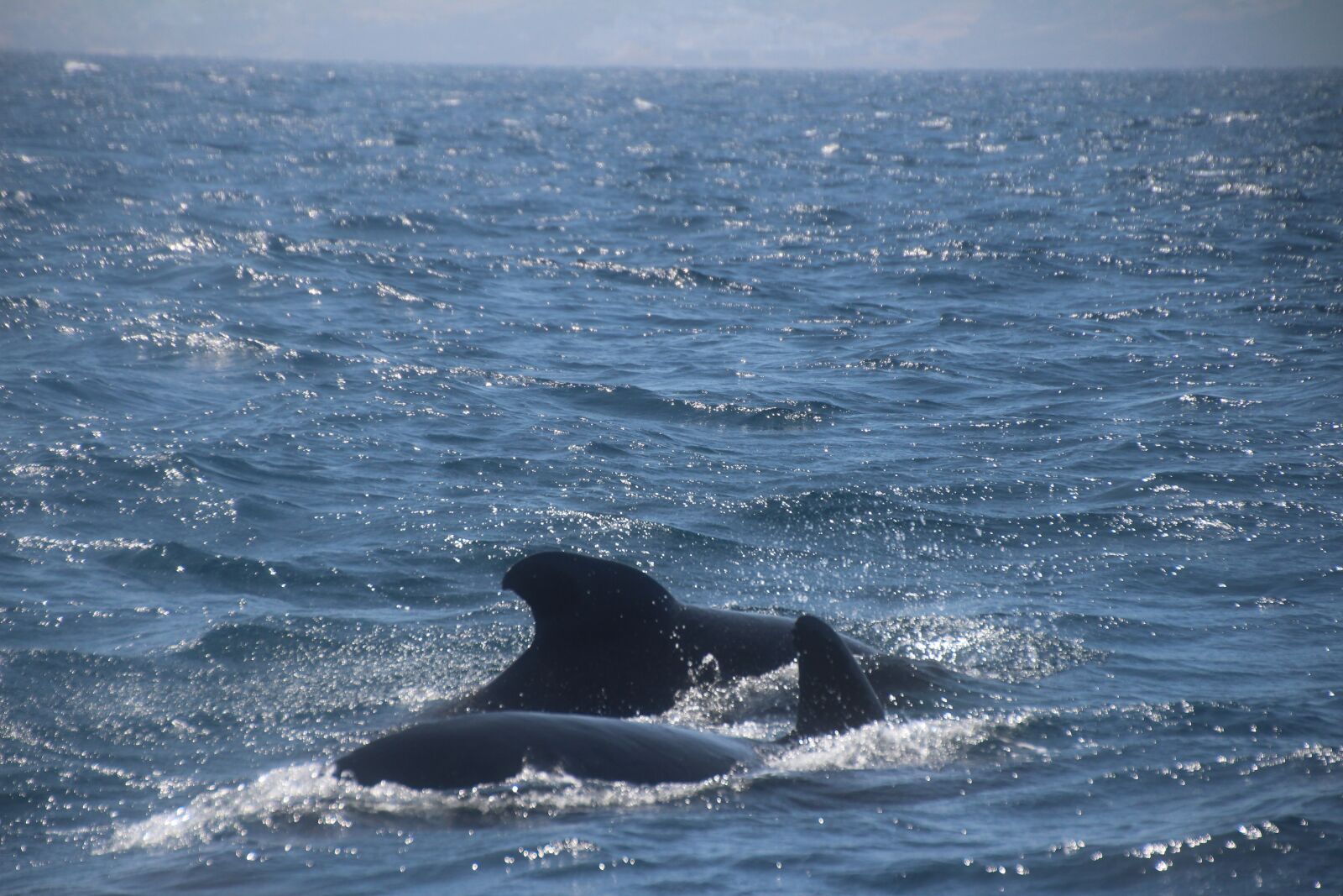 Canon EOS 700D (EOS Rebel T5i / EOS Kiss X7i) sample photo. Whales, marine biology, exploration photography