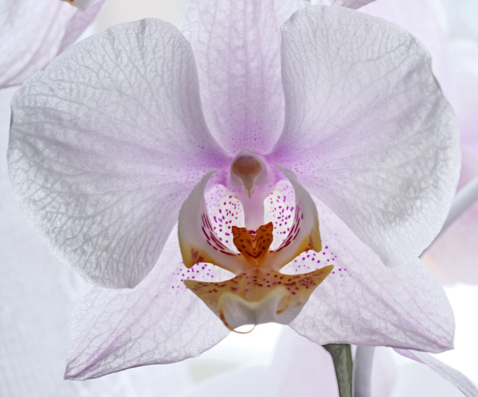 Panasonic Lumix DC-G9 sample photo. Orchid, blossom, bloom photography