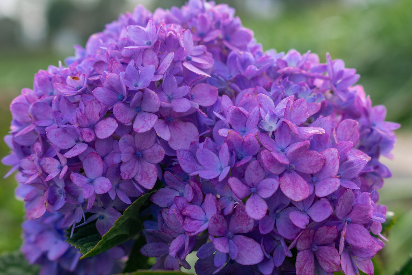 Nikon D3400 sample photo. Hydrangea, dogwood, purple photography