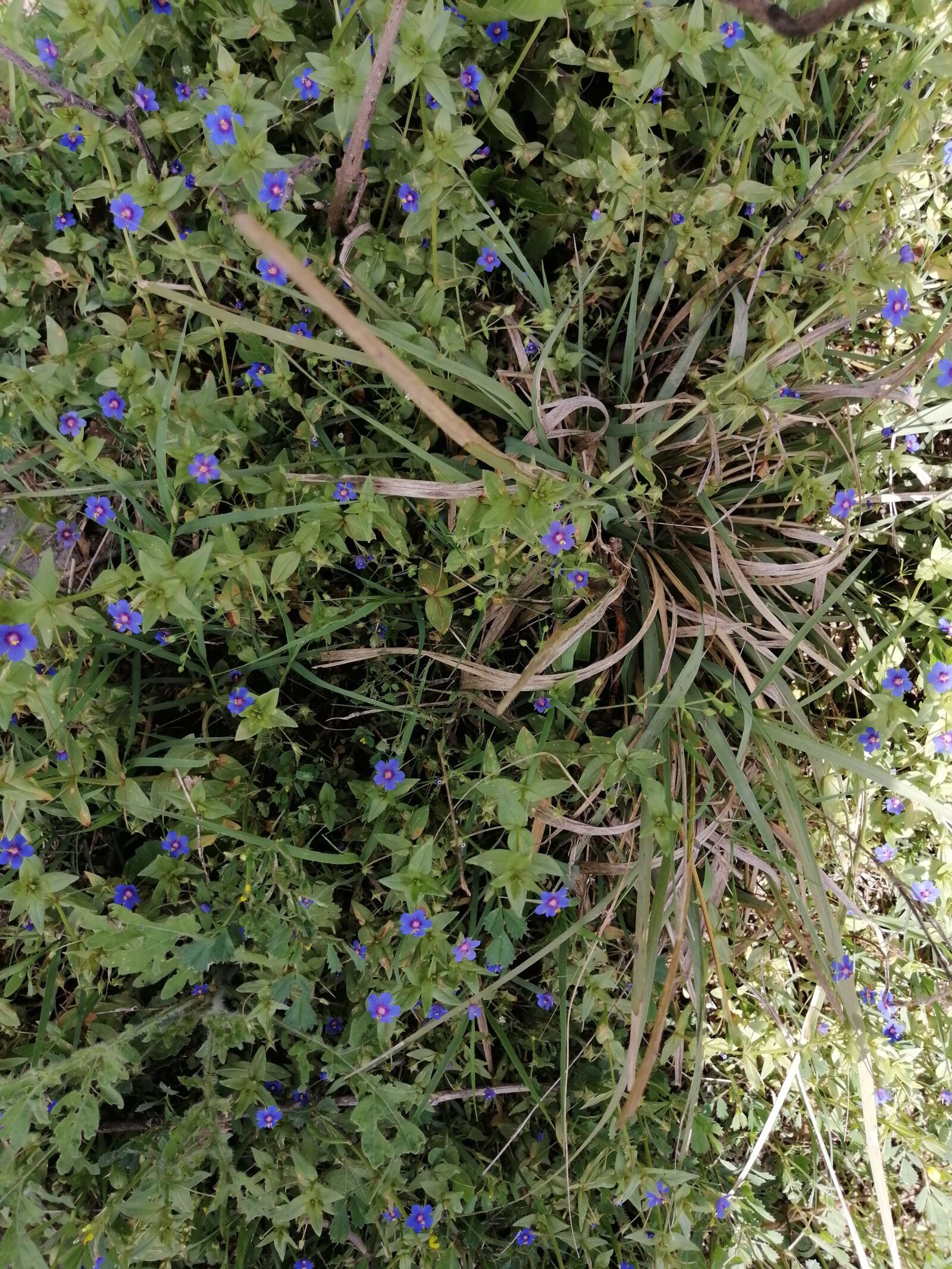HUAWEI STK-L21 sample photo. Jungle, purple, greenery photography