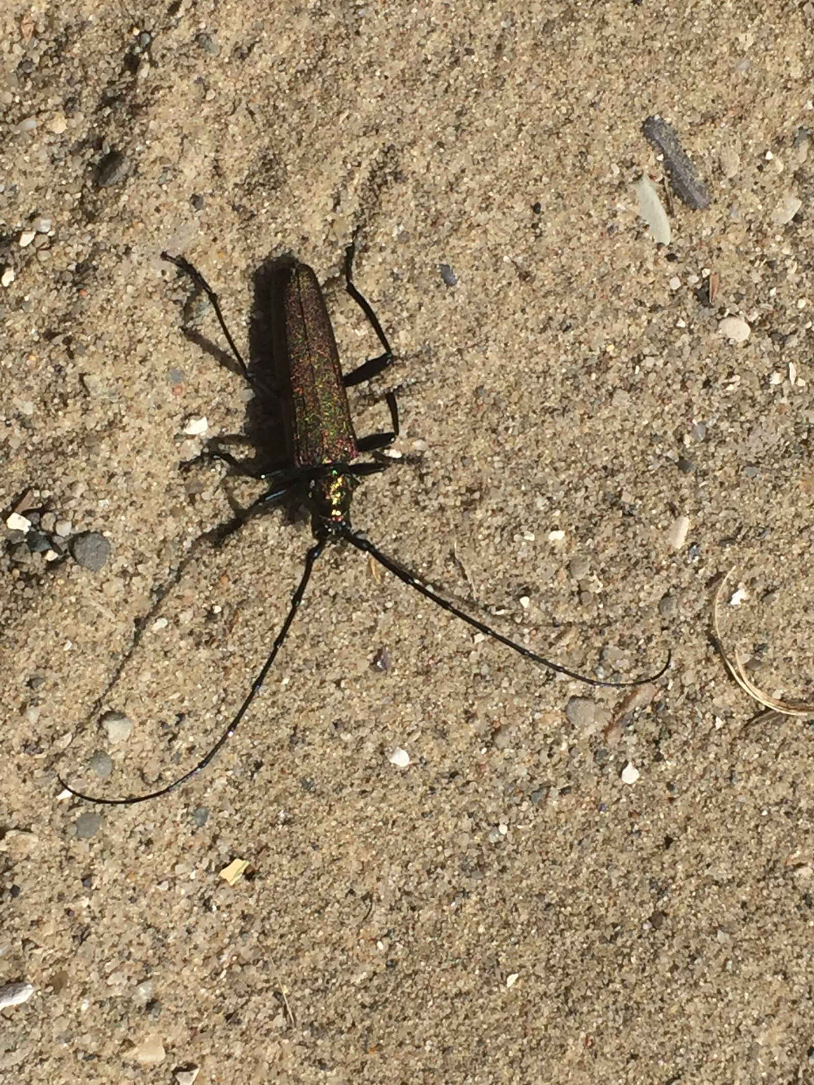 iPhone 6 Plus back camera 4.15mm f/2.2 sample photo. Beetle, on the sand photography