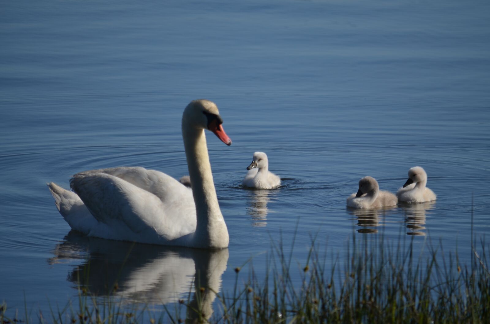 Nikon D5100 sample photo. Swans, galicia, dacova photography