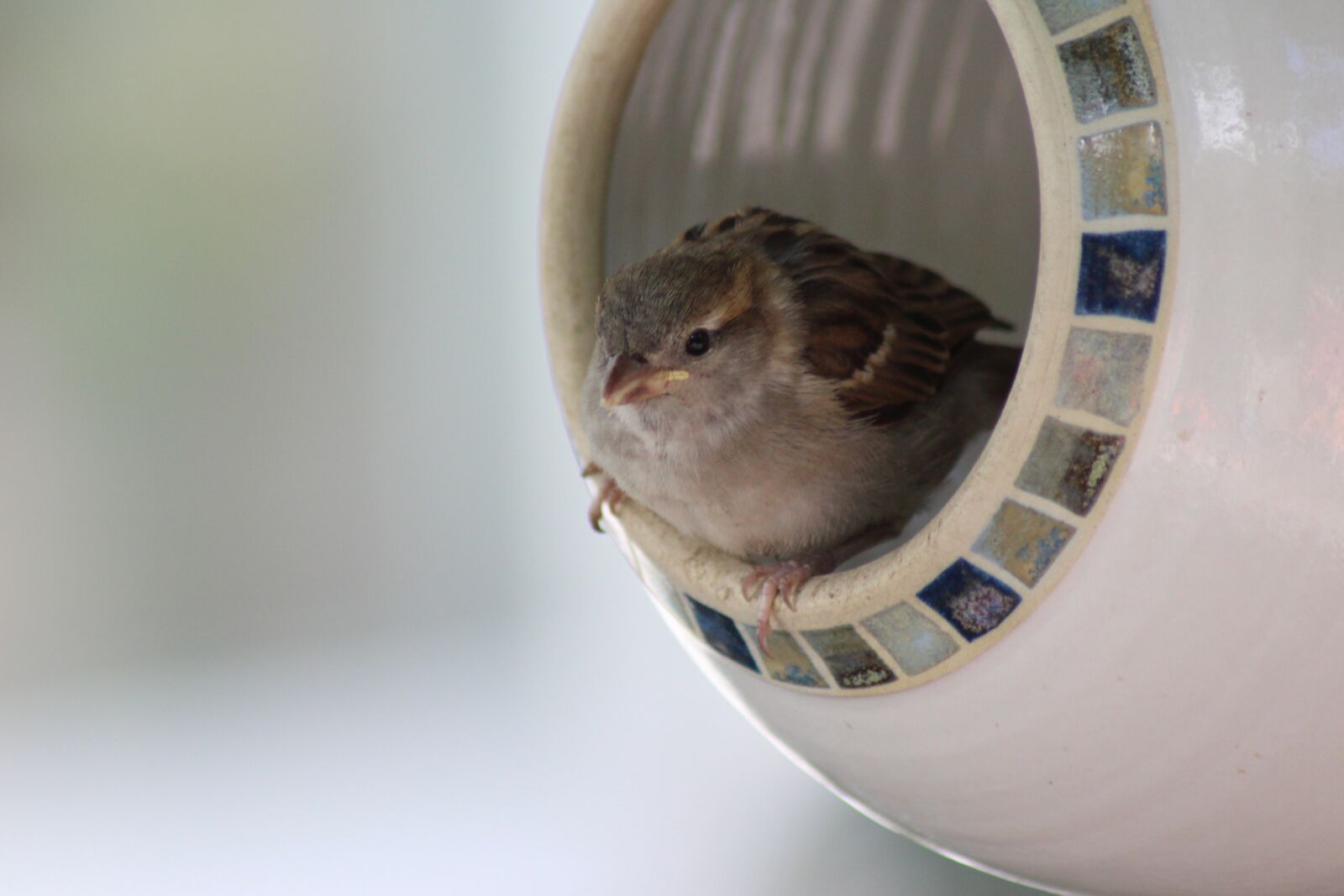 Canon EOS 700D (EOS Rebel T5i / EOS Kiss X7i) sample photo. Animal world, bird, aviary photography