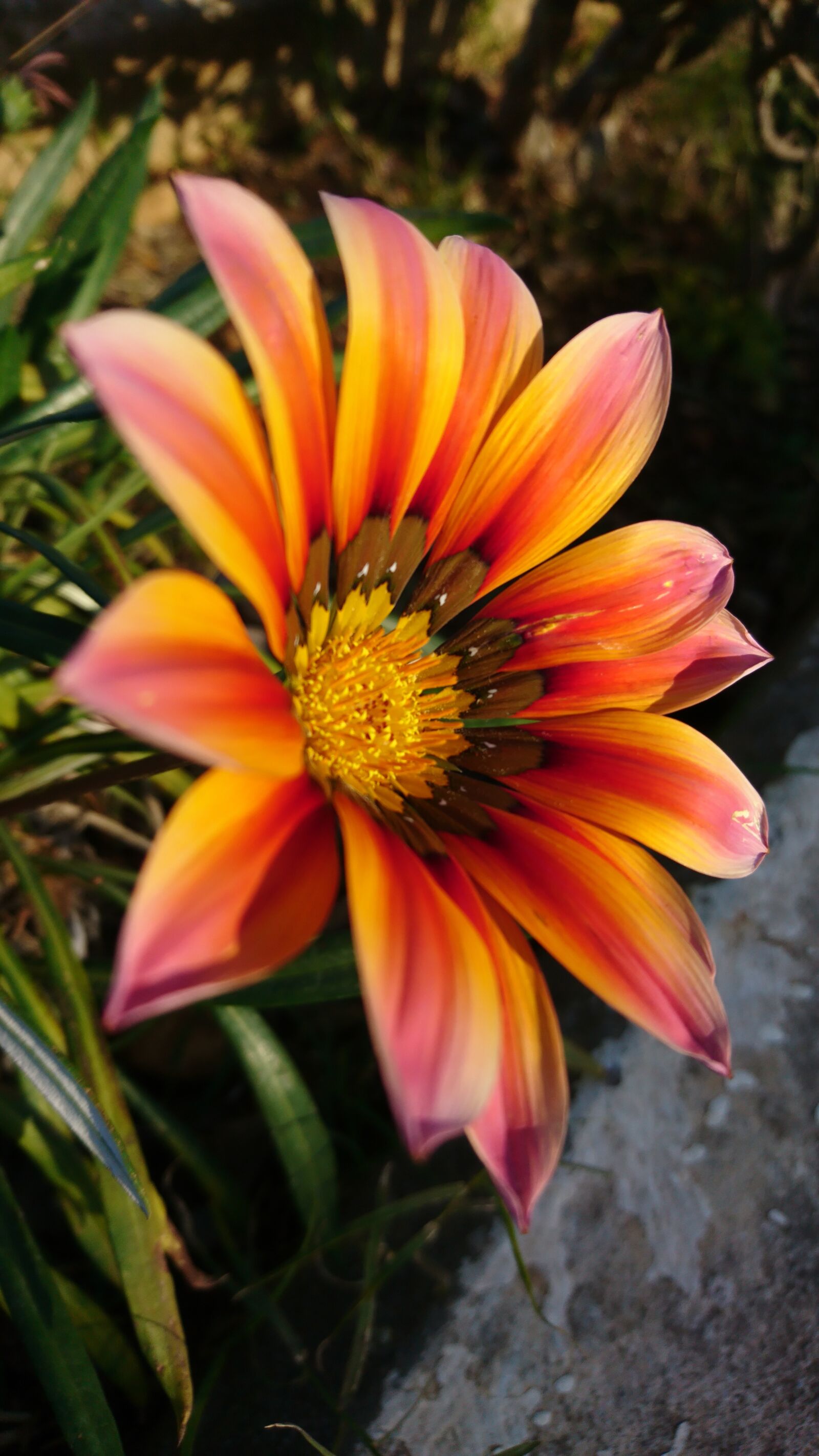 Sony Xperia X sample photo