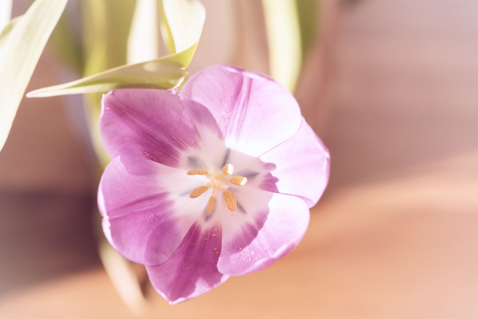 Nikon D750 sample photo. Flower, tulip, pink photography