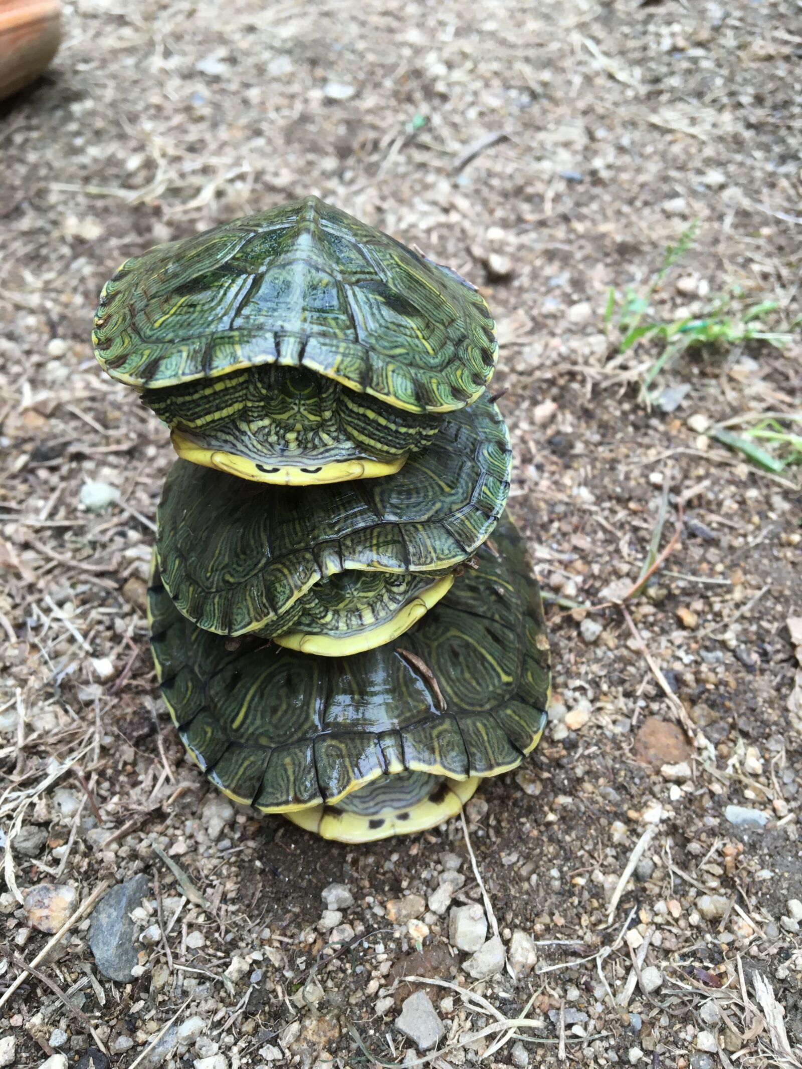 Apple iPhone 6s sample photo. Turtle, surprised photography