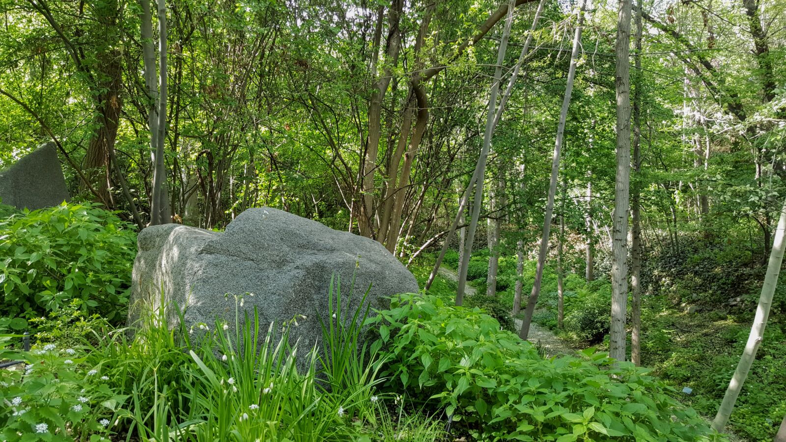 Samsung Galaxy Note5 sample photo. Nature, jungle, mother, nature photography