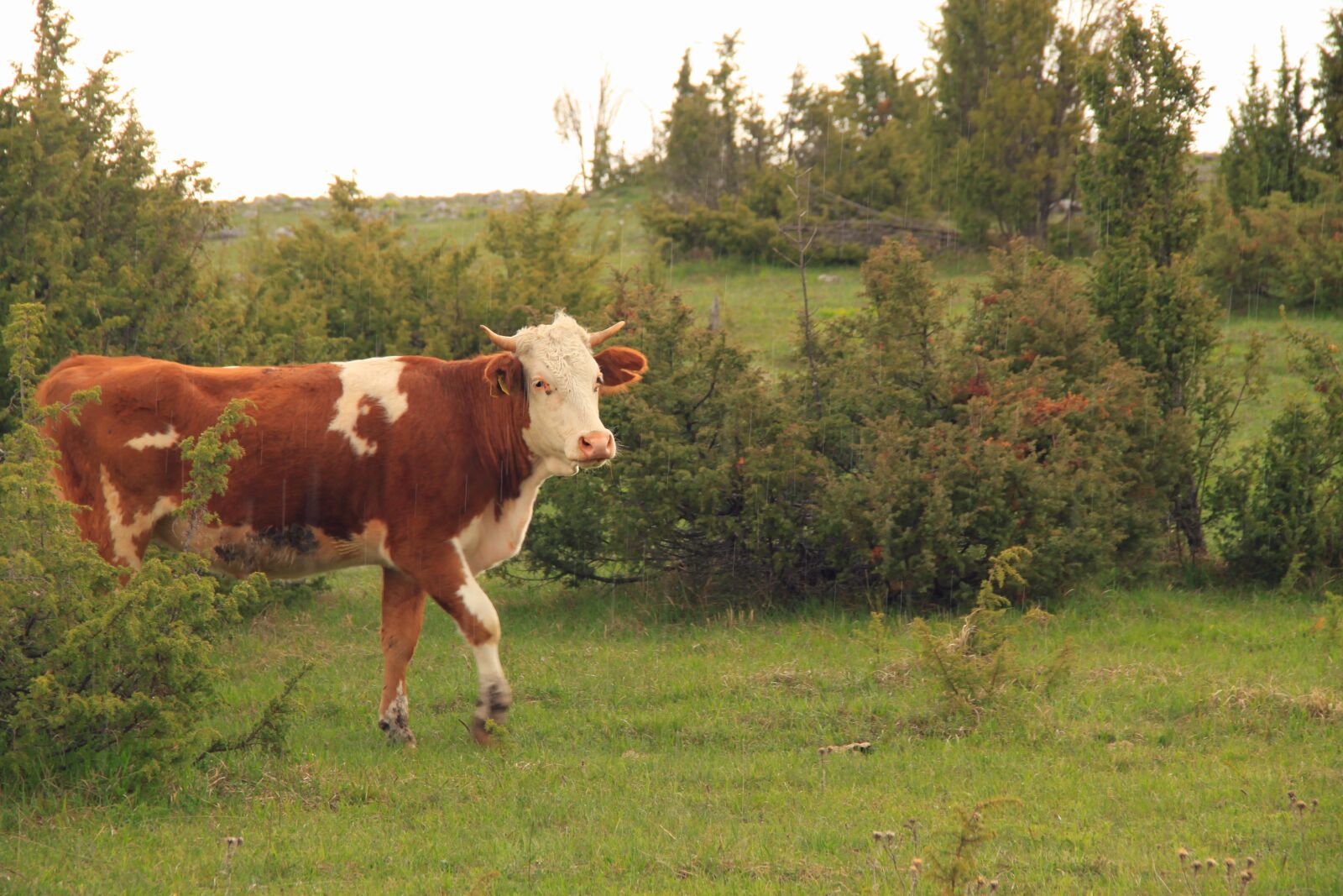 Canon EOS 500D (EOS Rebel T1i / EOS Kiss X3) sample photo. Cow, animal, closeup photography
