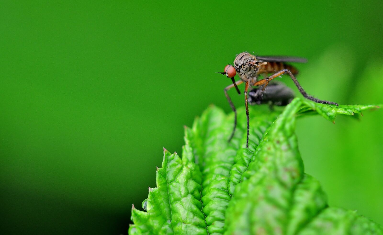 Nikon D5200 sample photo. Insect, mosquito, close up photography