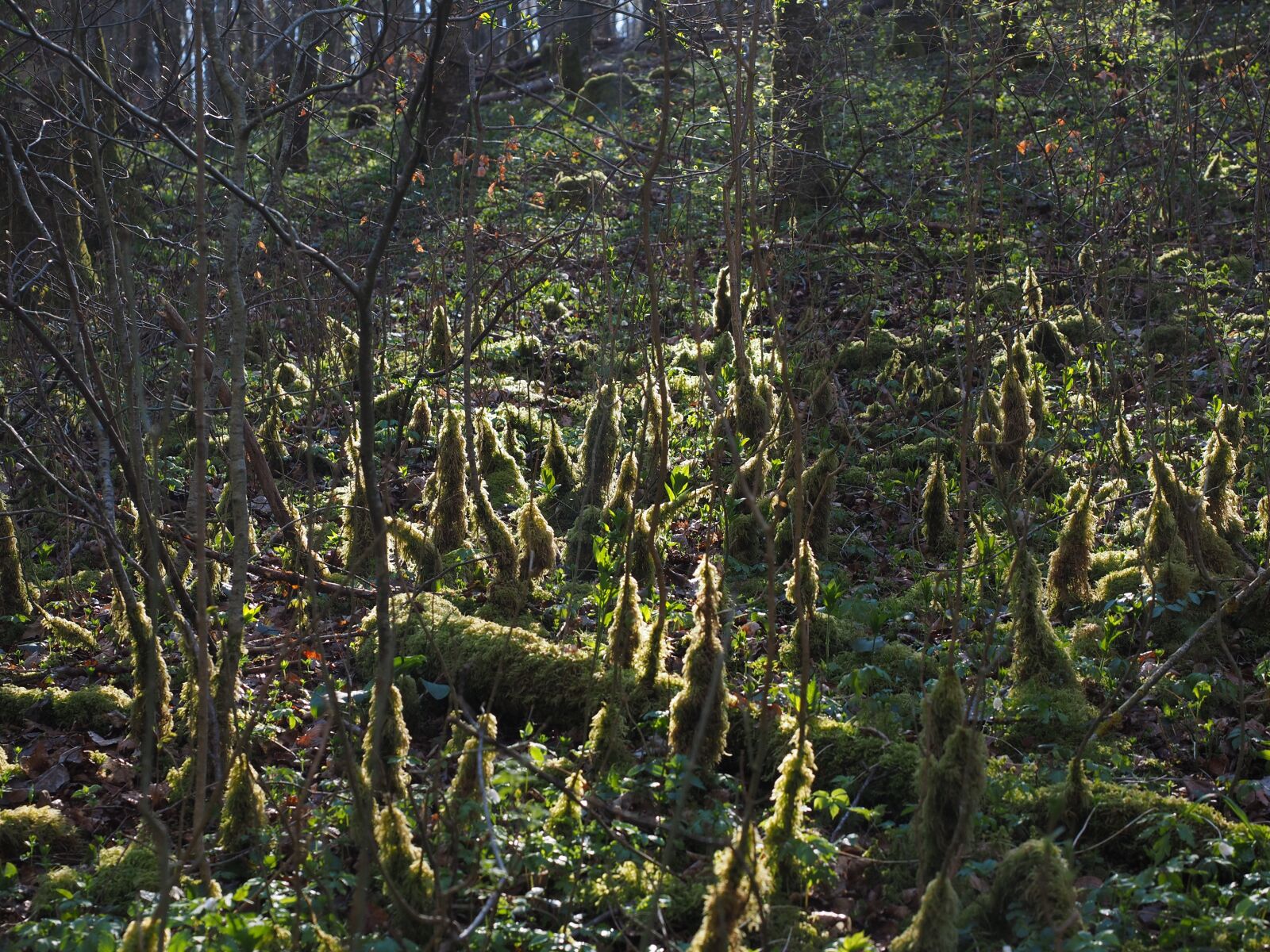 Olympus OM-D E-M1 + Olympus M.Zuiko Digital ED 12-40mm F2.8 Pro sample photo. Forest, backlighting, moss photography