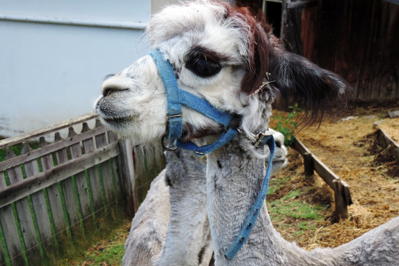Nikon Coolpix P520 sample photo. Alpaca, animal, portrait photography