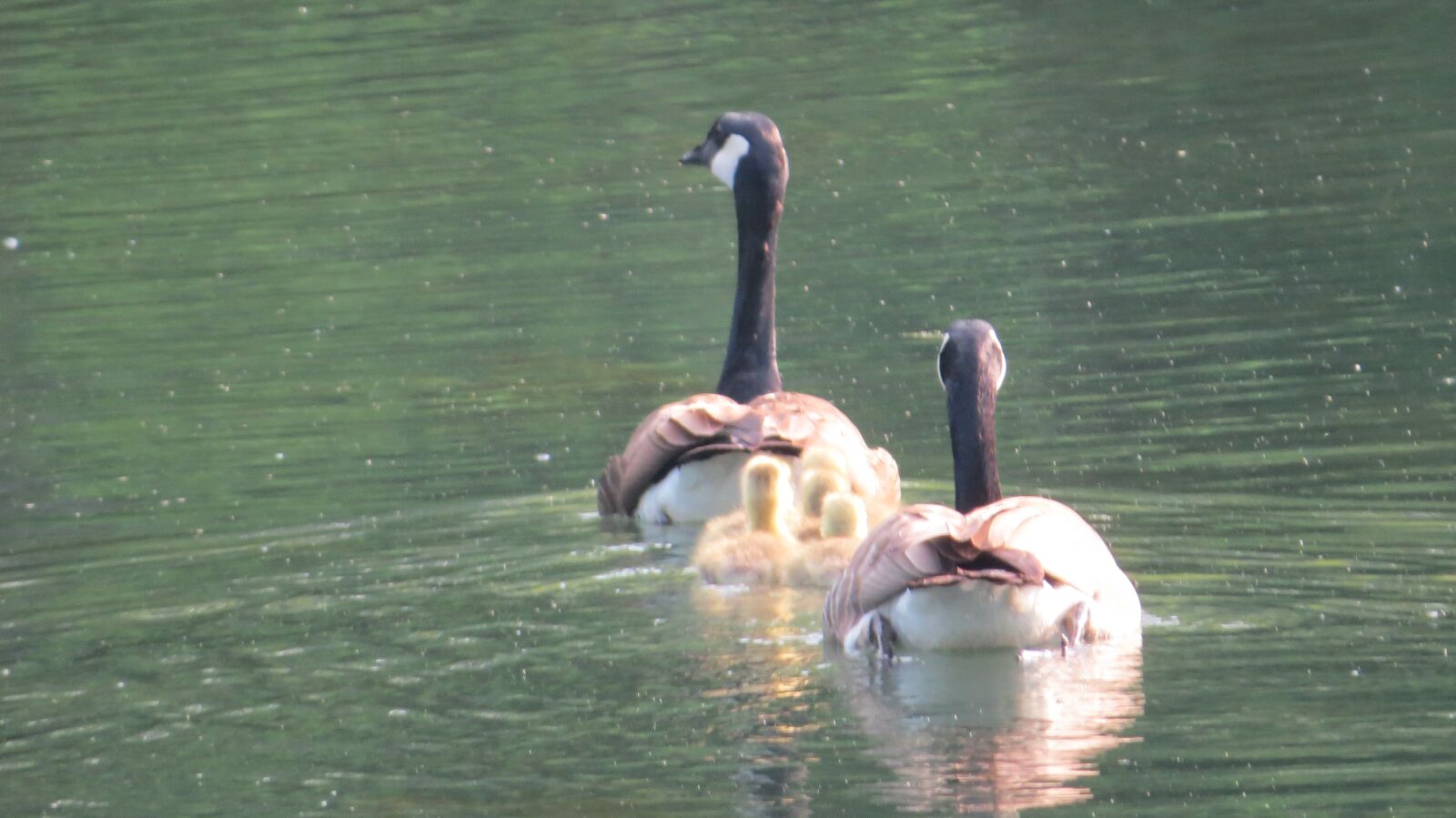 Canon PowerShot SX50 HS sample photo. Geese, pond, nature photography