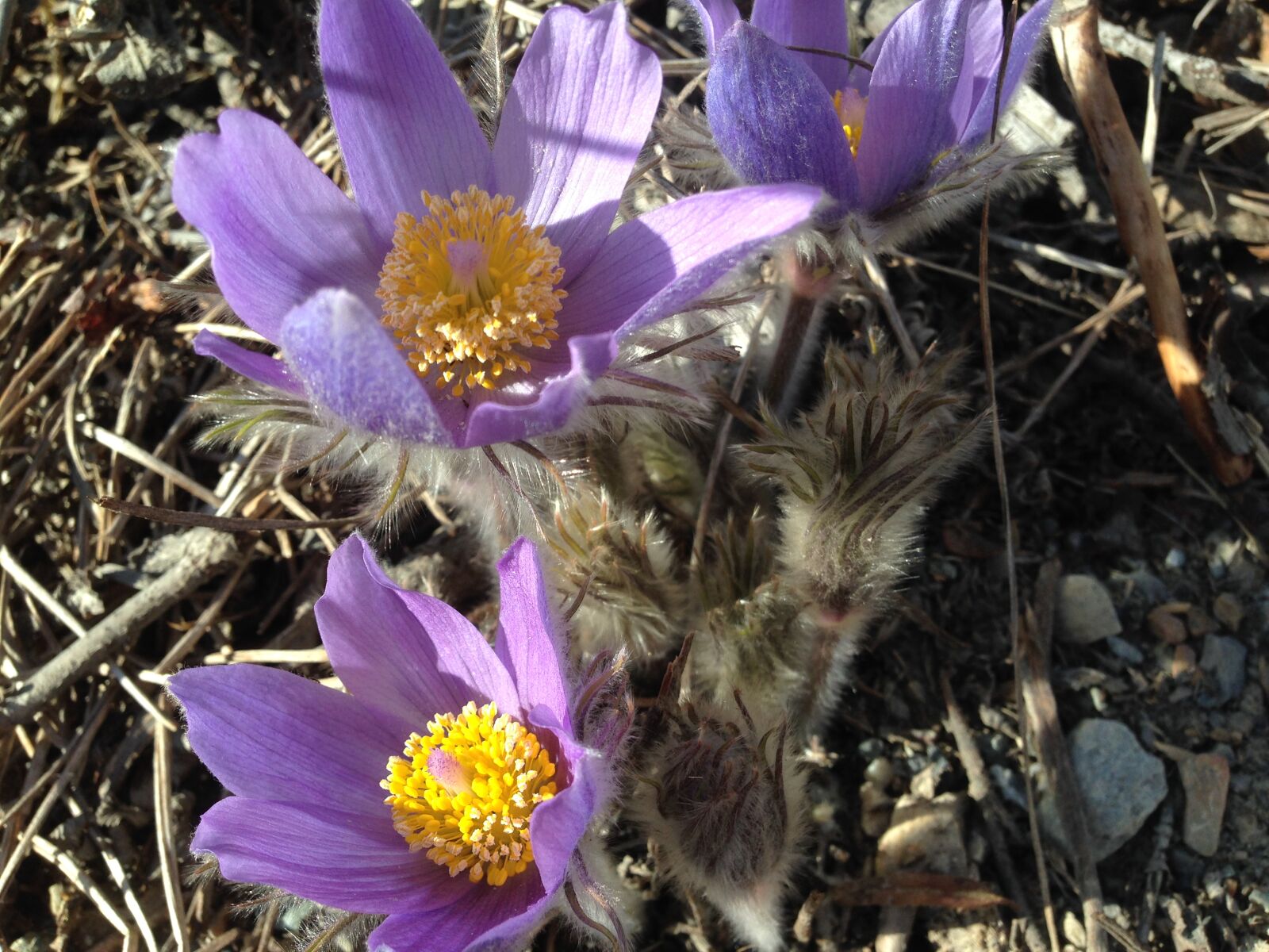 iPhone 5 back camera 4.12mm f/2.4 sample photo. Flower, fuzzy, crocus, light photography