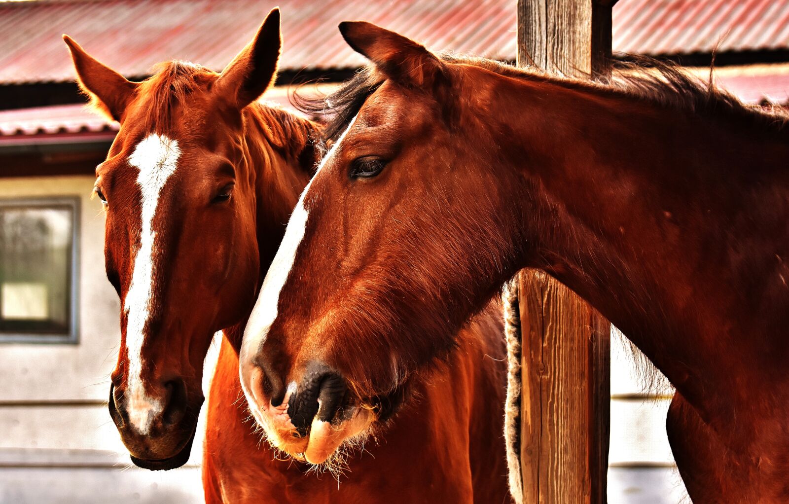 Nikon D7200 sample photo. Horses, friendship, horse stable photography