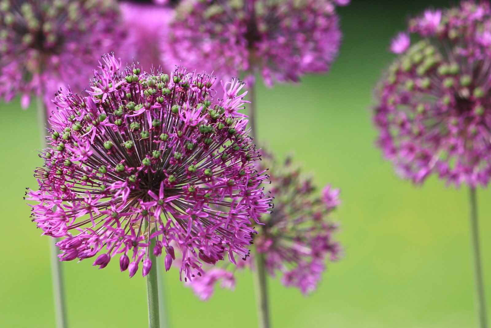 Canon EOS 550D (EOS Rebel T2i / EOS Kiss X4) sample photo. Violet, fragile, stems photography