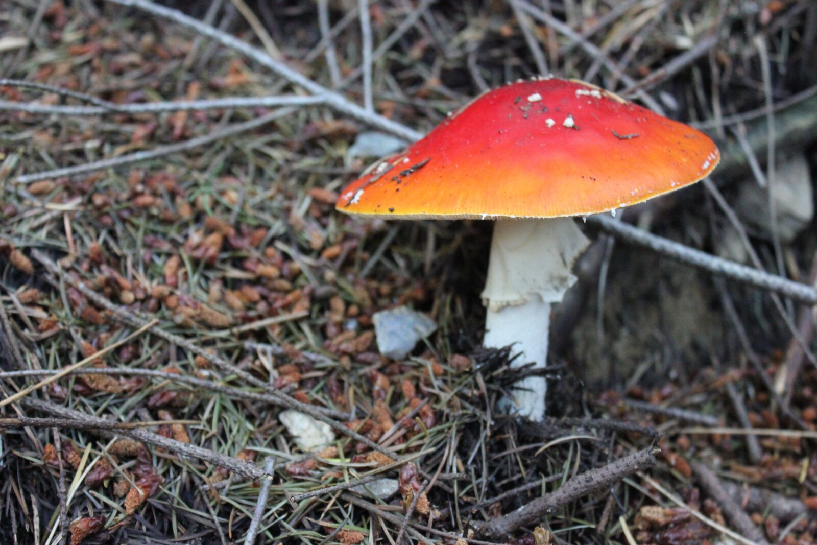 Canon EOS 550D (EOS Rebel T2i / EOS Kiss X4) sample photo. Mushroom, nature, forest mushroom photography