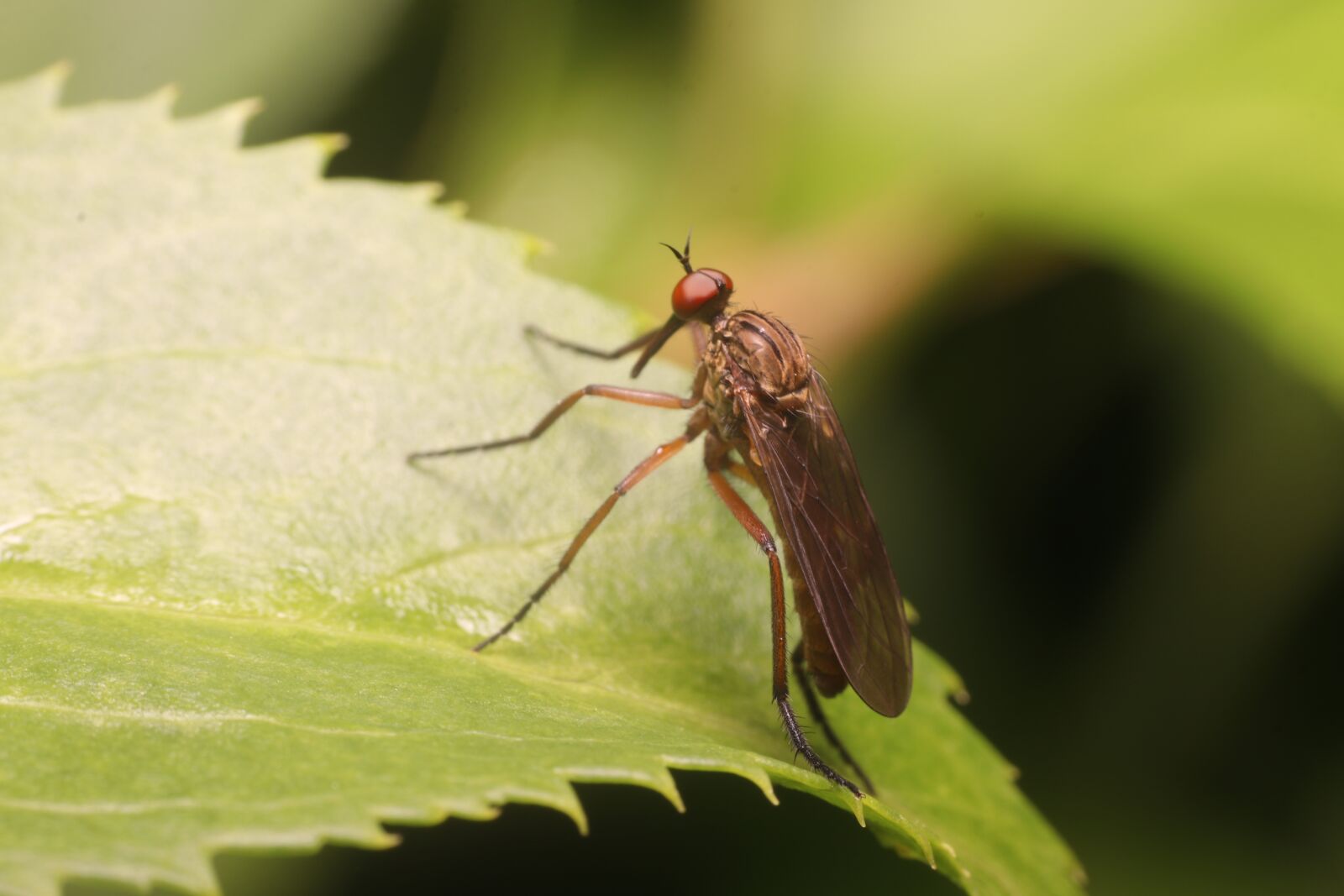 Canon EOS 80D sample photo. Nature, insect, close up photography