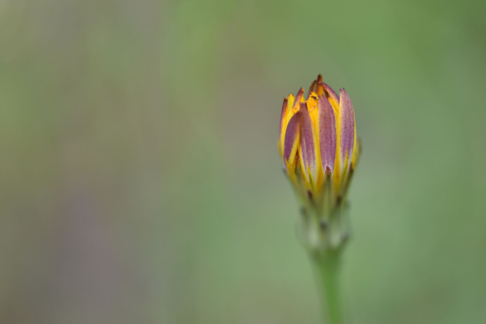 Nikon D750 sample photo. Dandelion, bud, weed photography