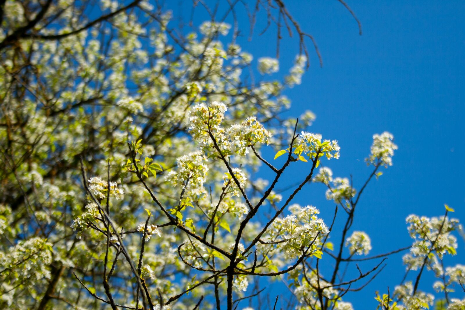 Canon EF-S 18-55mm F3.5-5.6 II sample photo. Crimea, blue sky, tree photography