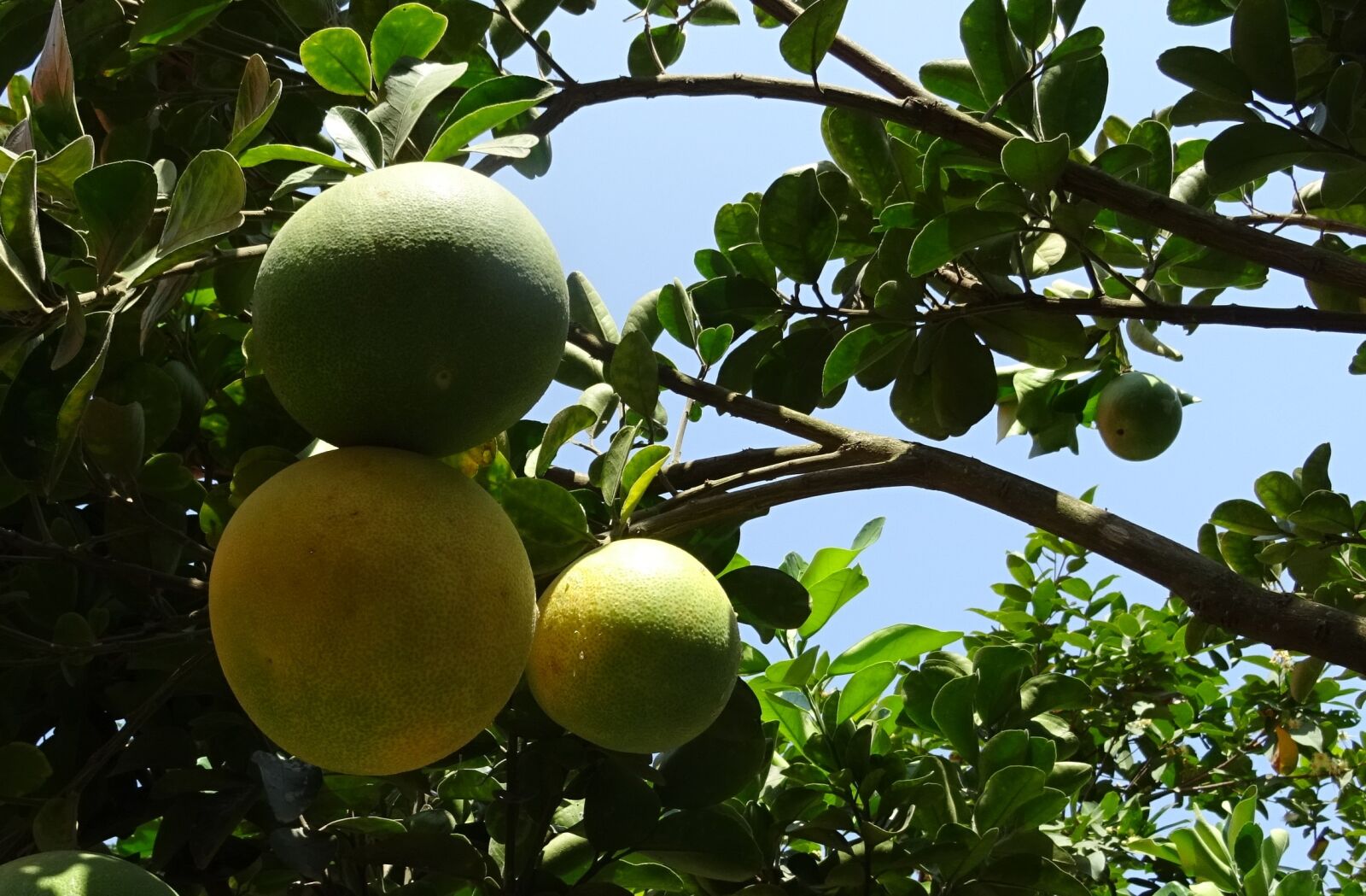 Sony DSC-HX60V sample photo. Fruit, grapefruit, ripe photography