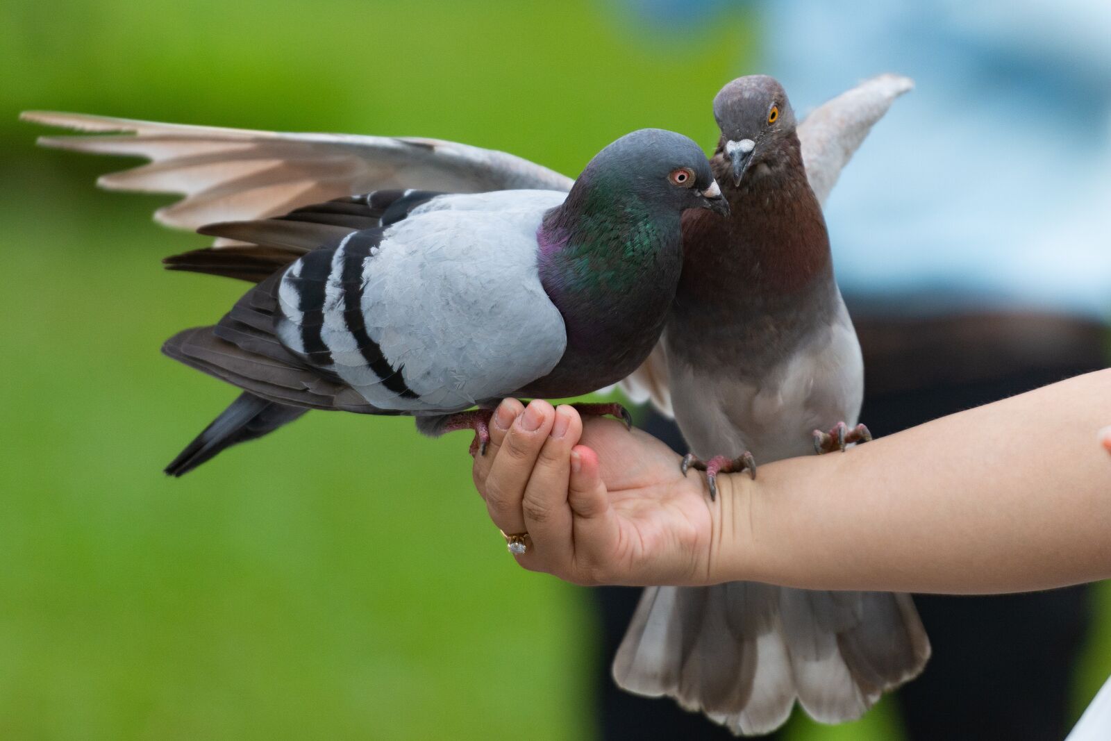 Nikon D7100 sample photo. Dove, bird, animal photography