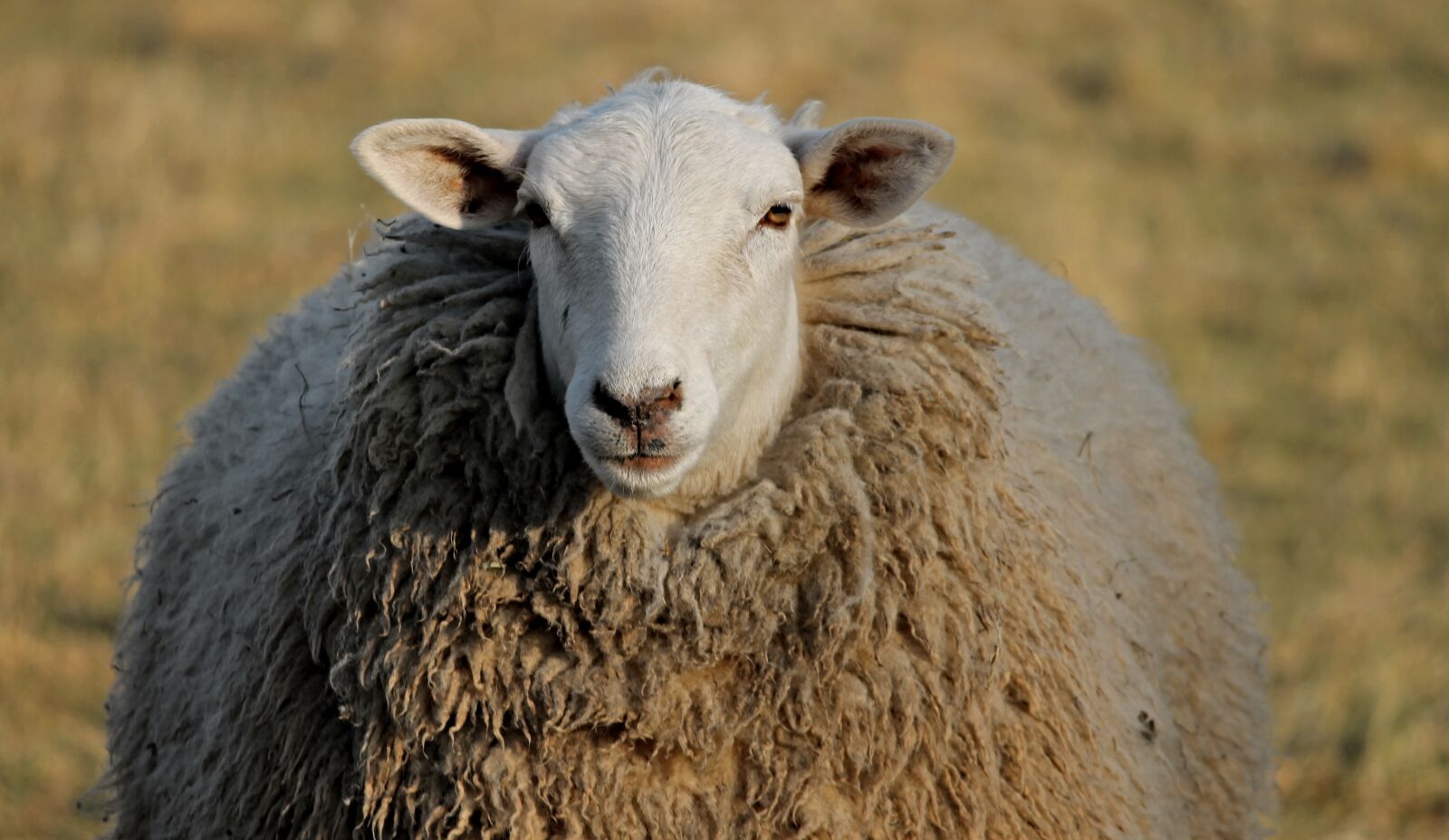 Canon EOS 1100D (EOS Rebel T3 / EOS Kiss X50) sample photo. Sheep, livestock, head photography