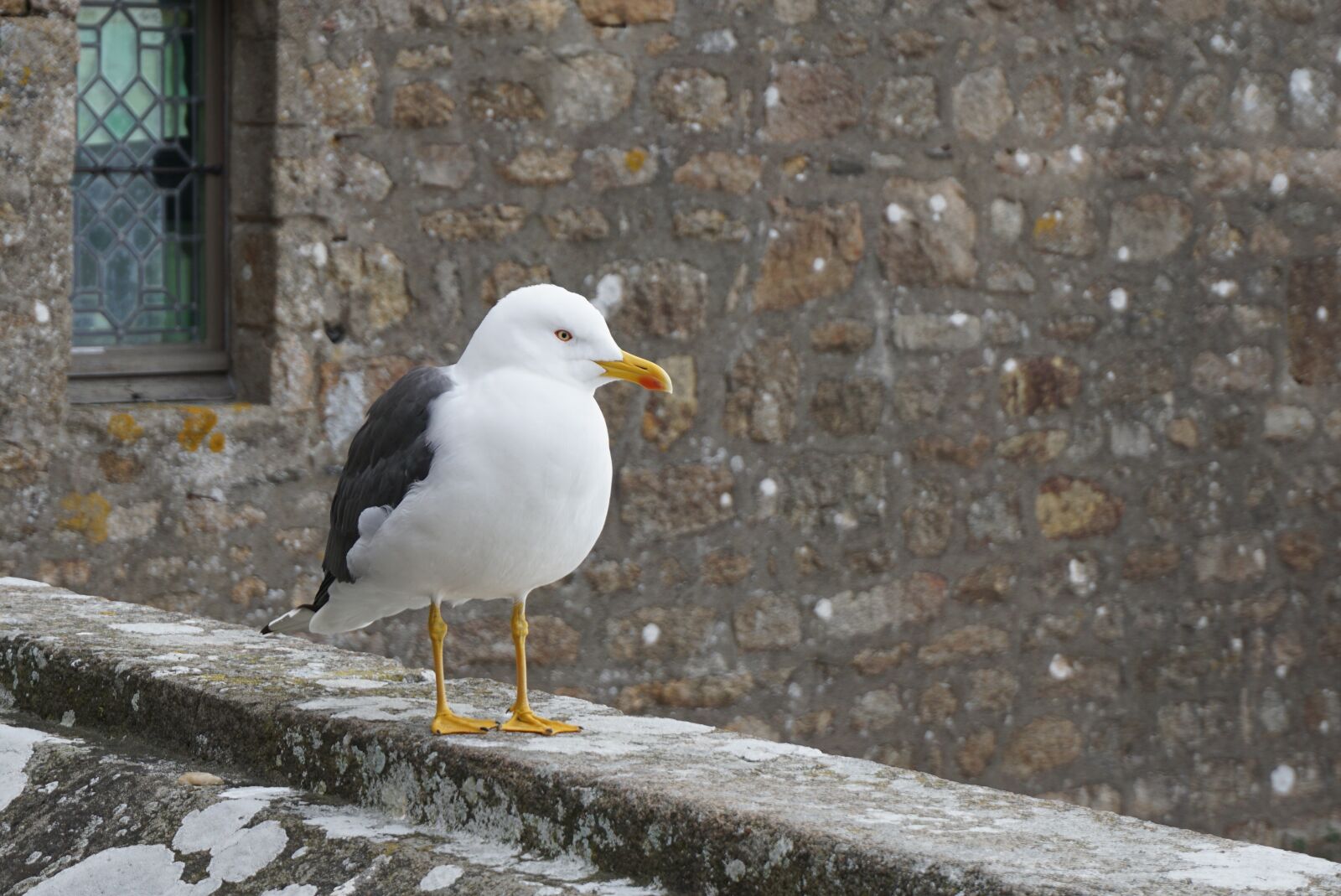 Sony E 16-50mm F3.5-5.6 PZ OSS sample photo. Bird, nature, animal photography