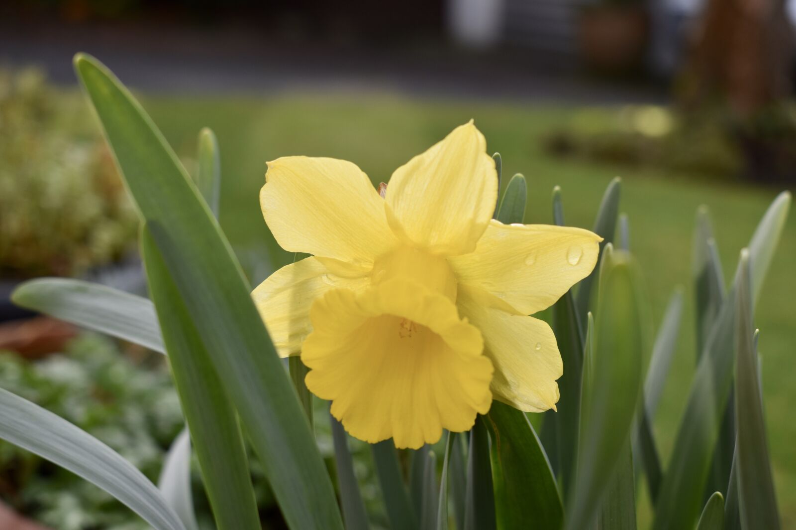 Nikon D3400 sample photo. Garden, daffodil, spring photography