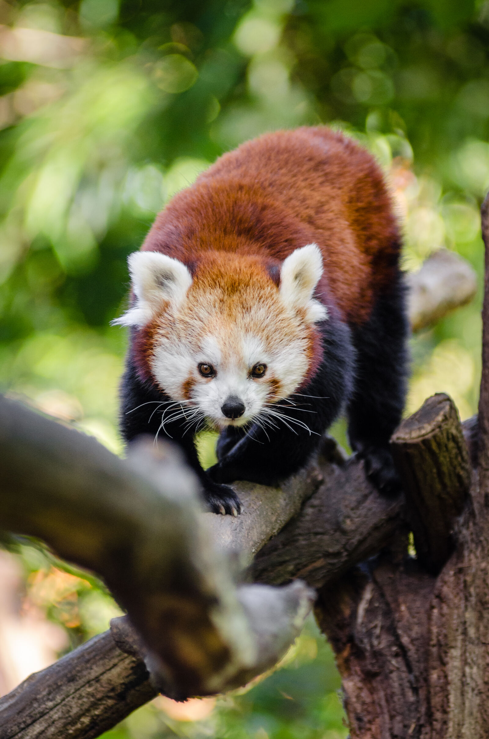 AF Zoom-Nikkor 80-200mm f/2.8 ED sample photo