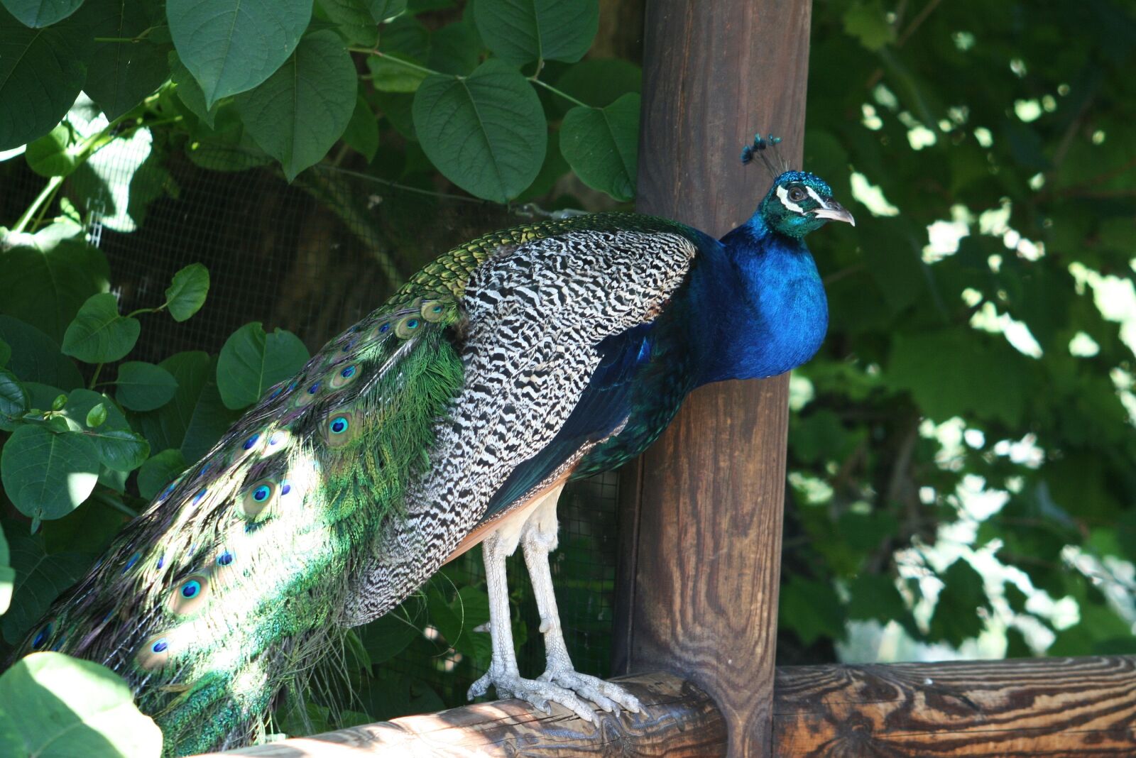 Canon EOS 400D (EOS Digital Rebel XTi / EOS Kiss Digital X) sample photo. Peacock, winged, wing photography