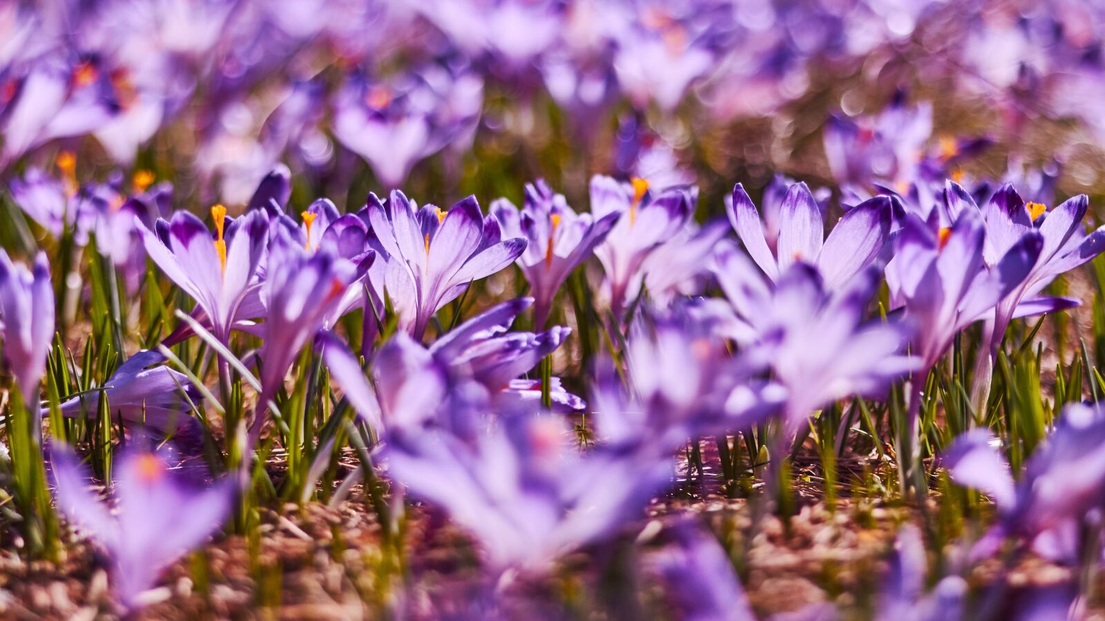 Canon EOS 60D sample photo. Crocus, spring, polyana photography